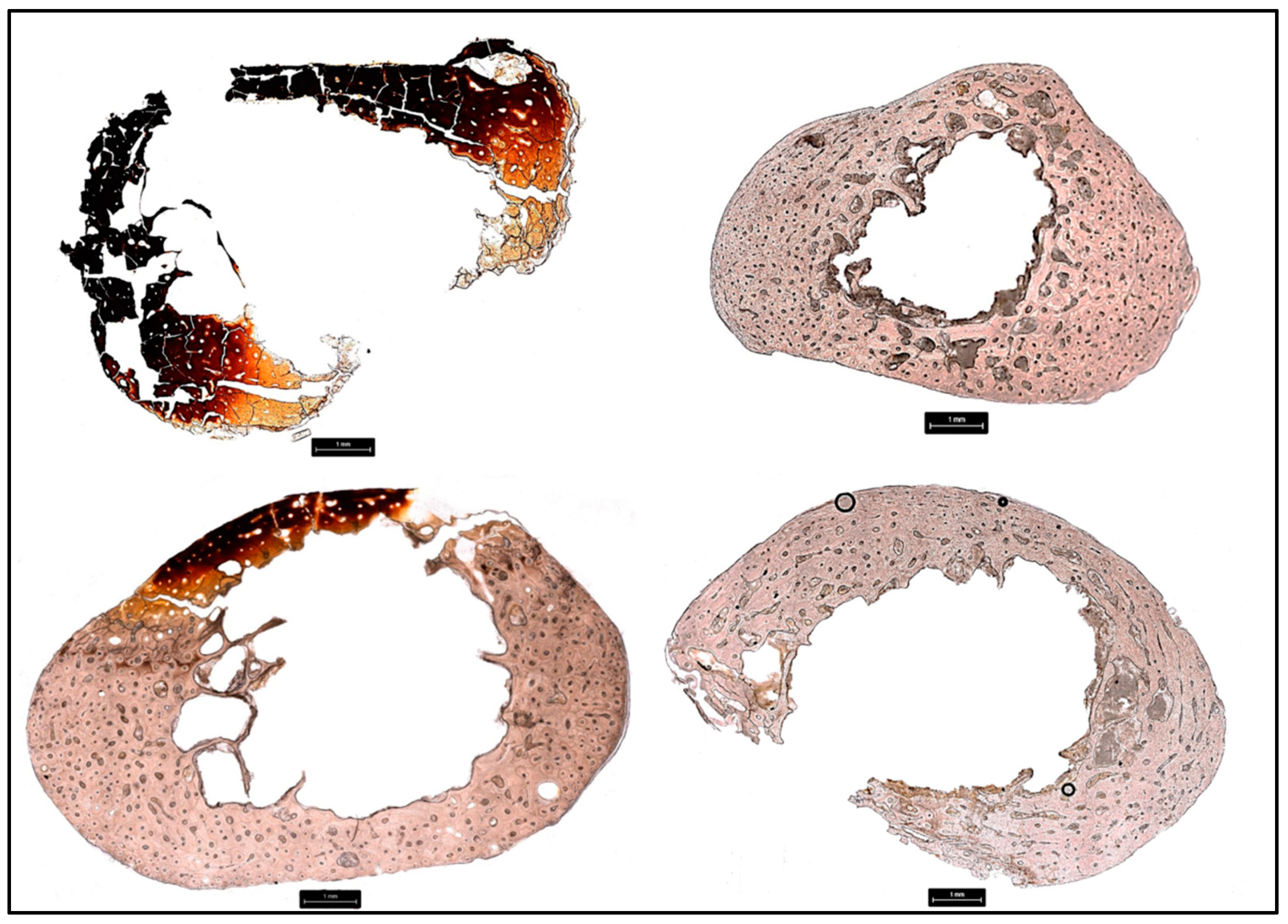 Biology 11 01569 g004