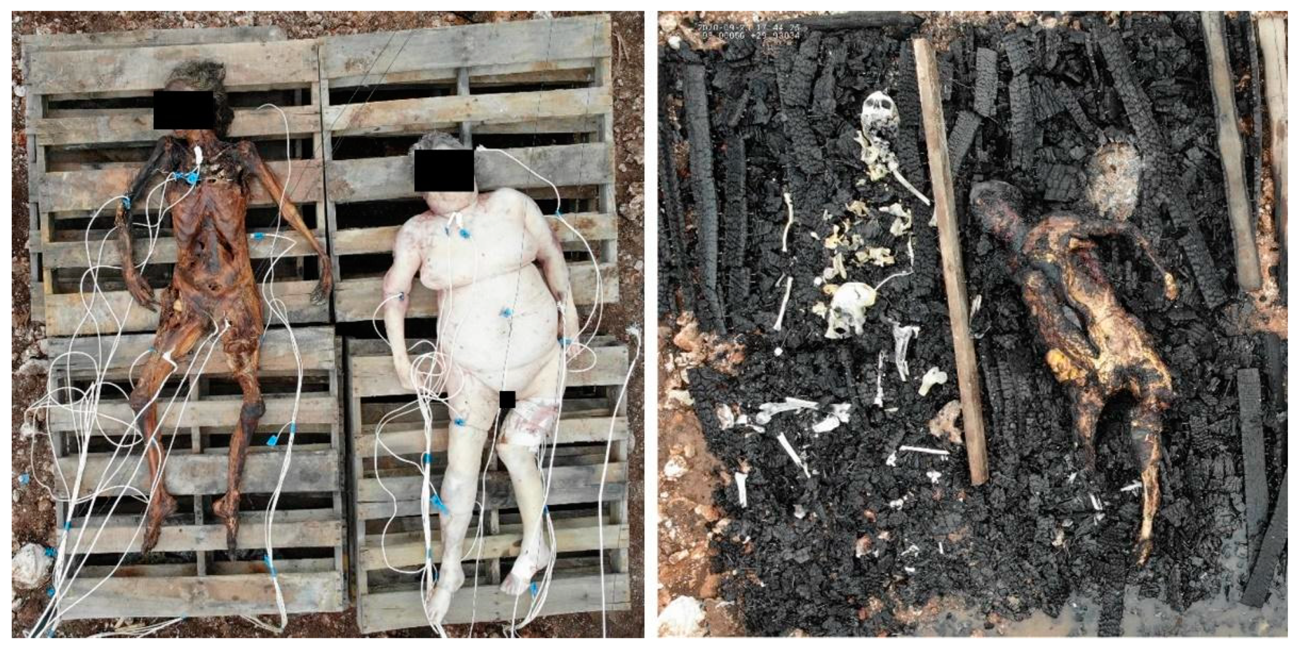 Biology 11 01569 g006