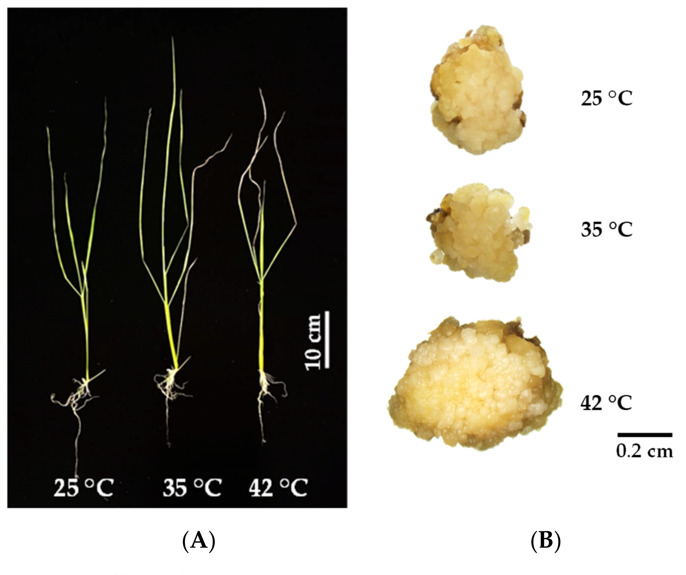 Biology 11 01587 g001