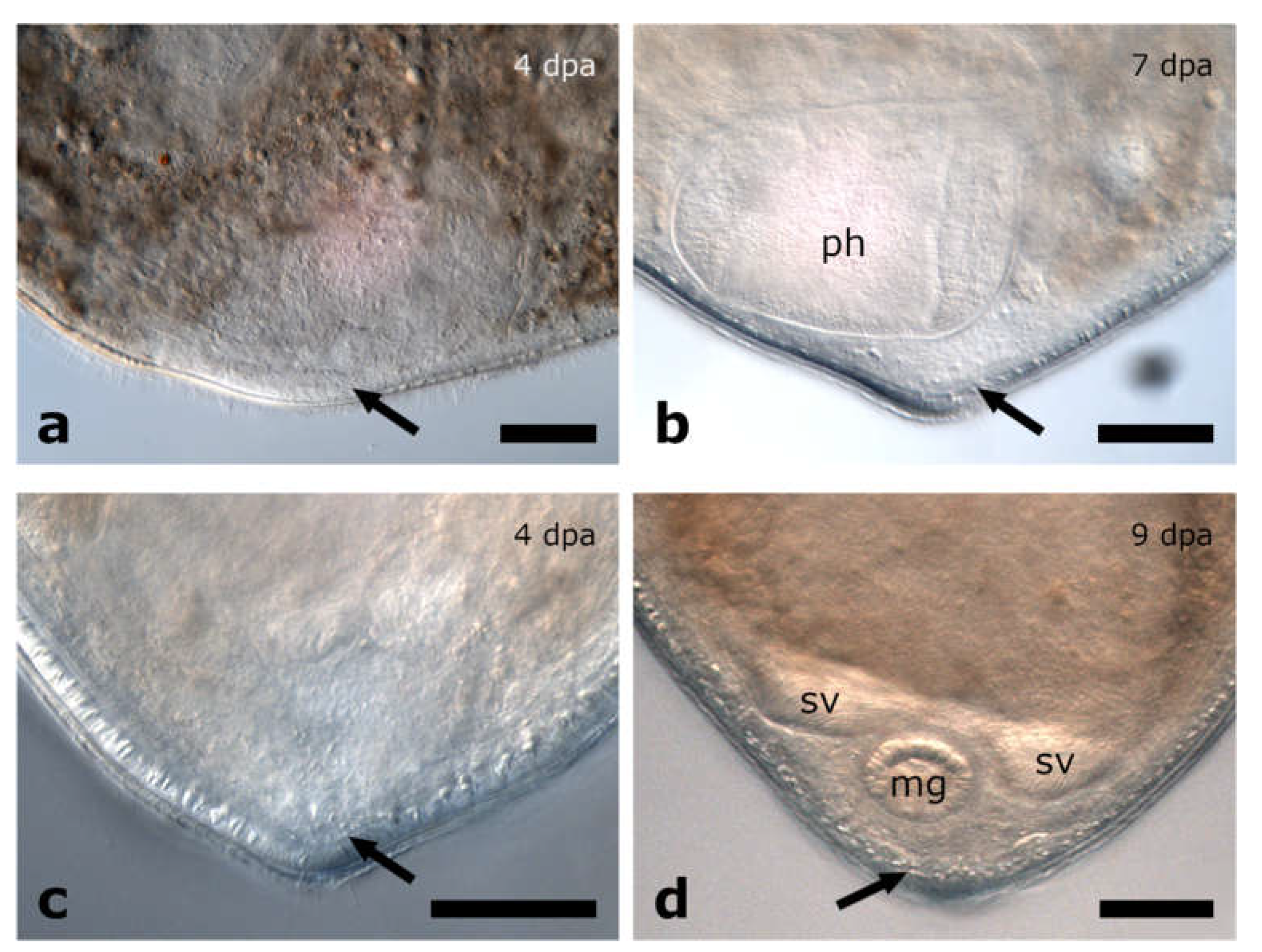 Biology 11 01588 g005