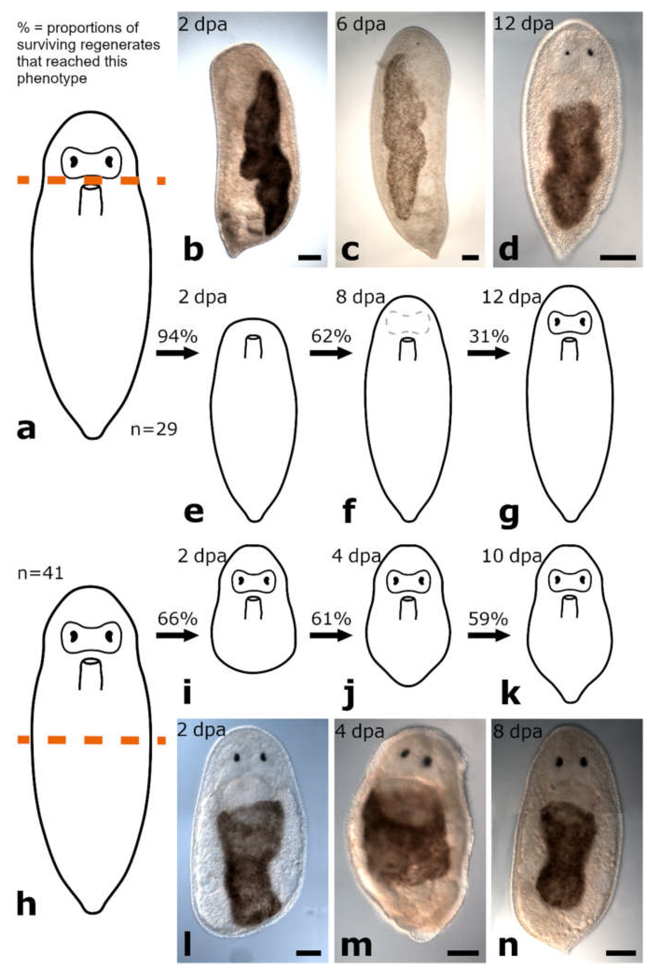 Biology 11 01588 g008