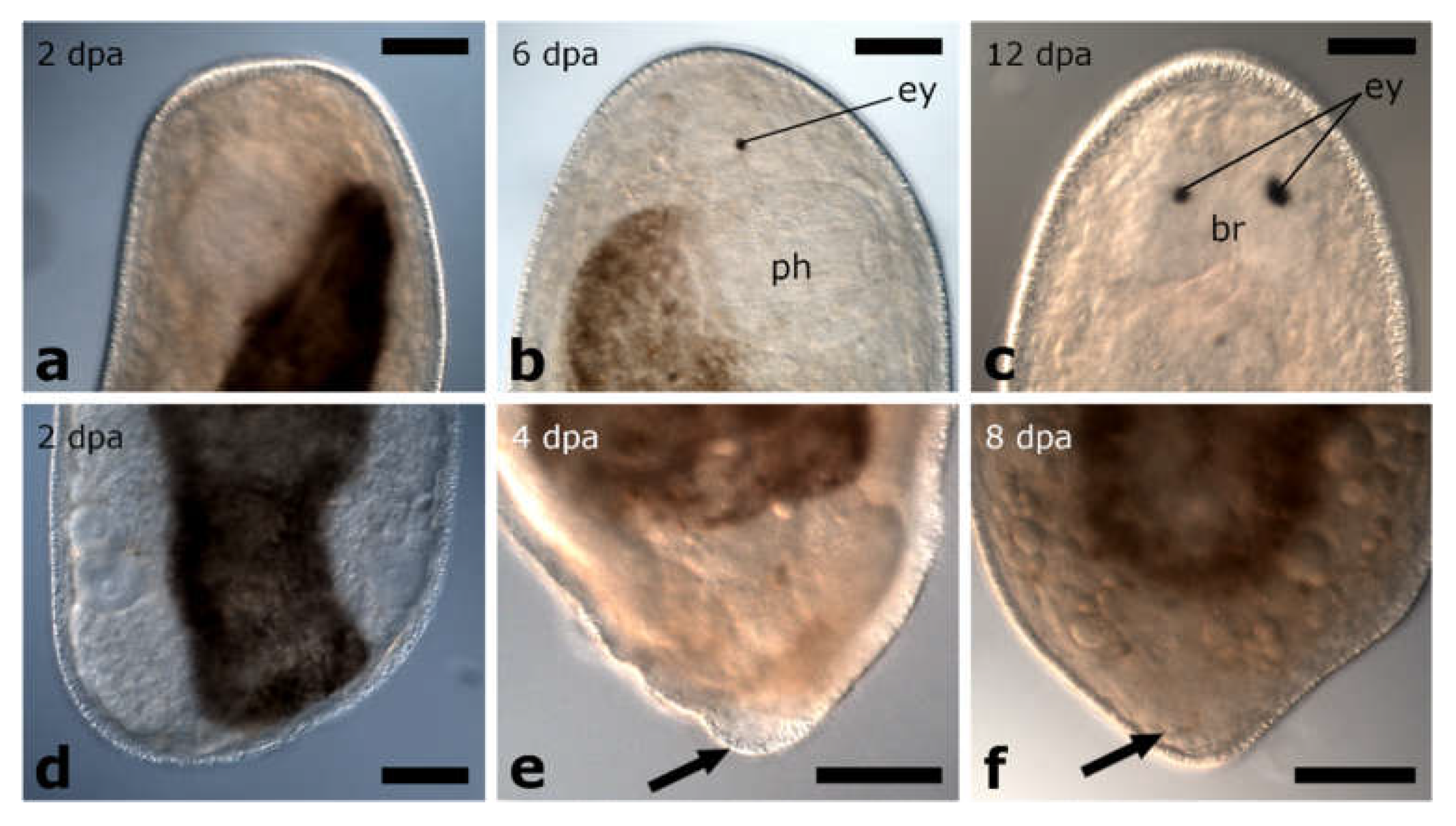 Biology 11 01588 g009