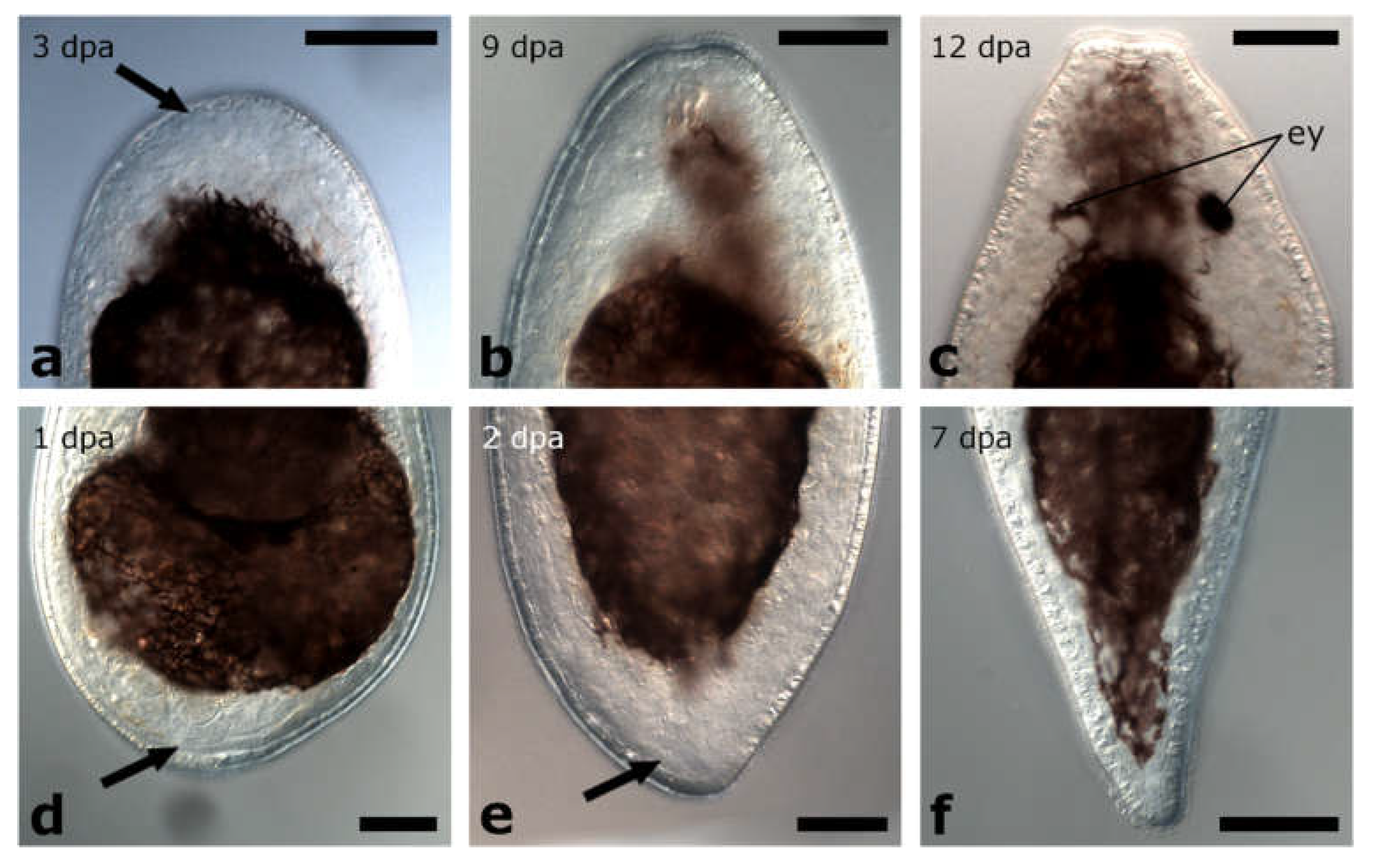 Biology 11 01588 g010