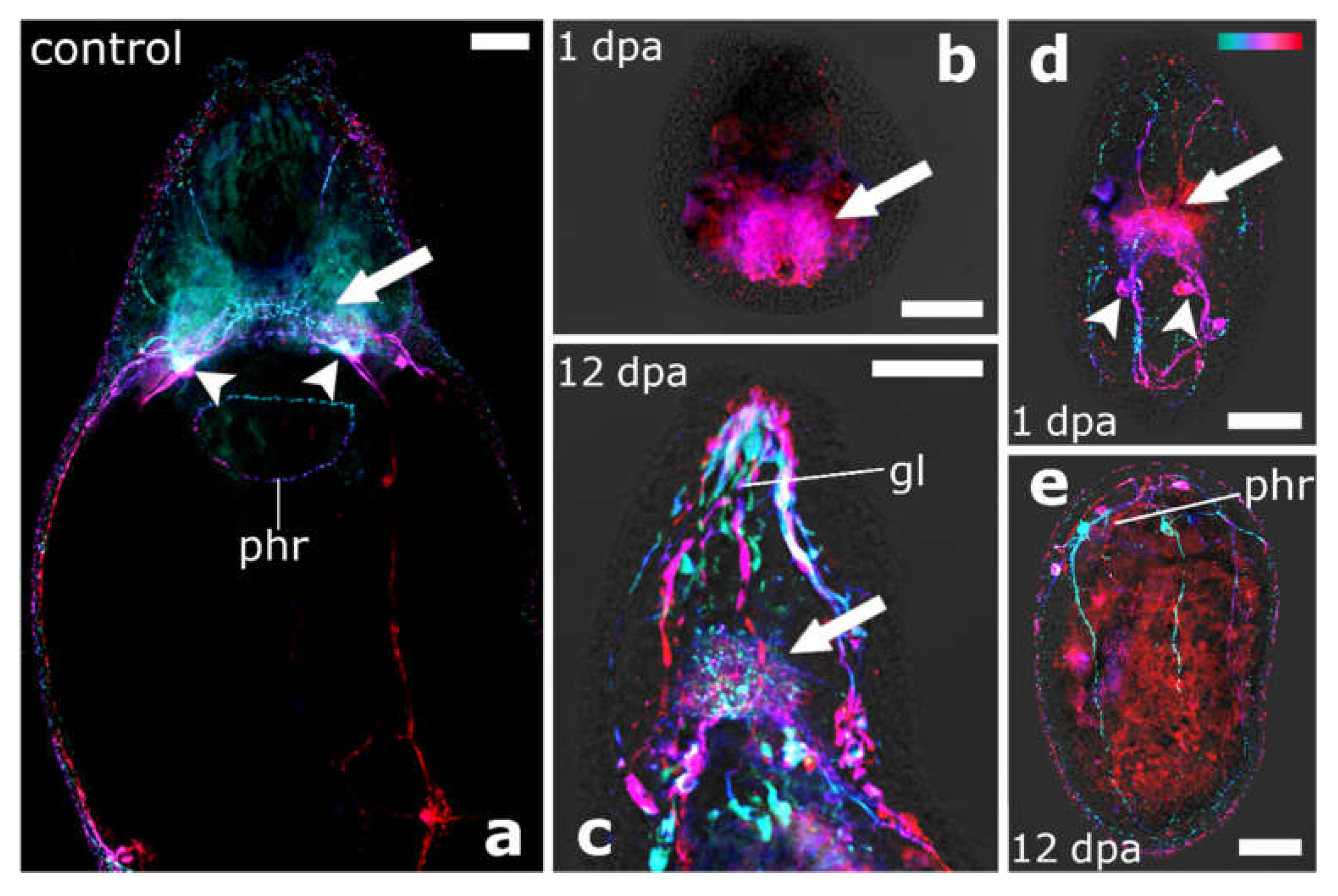 Biology 11 01588 g011