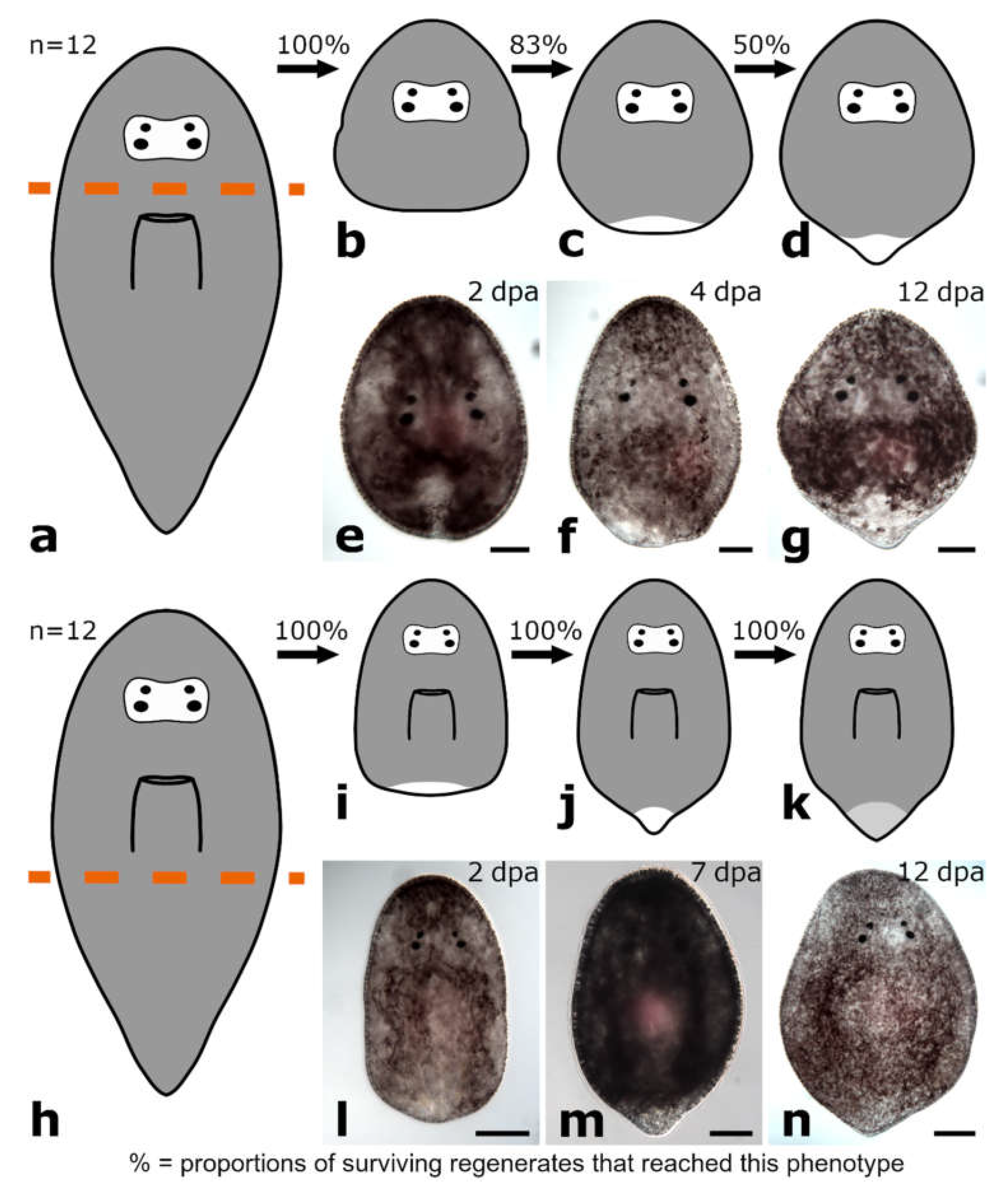 Biology 11 01588 g012