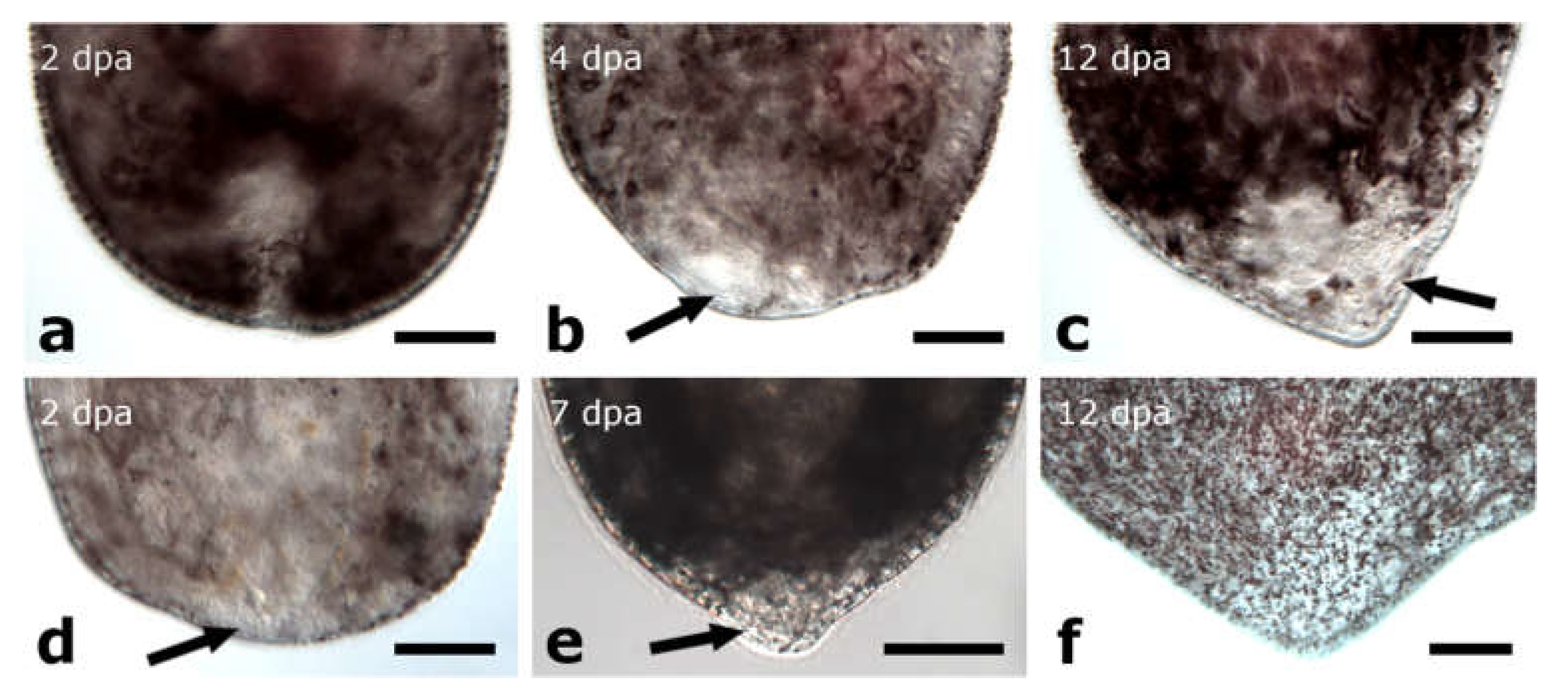 Biology 11 01588 g013