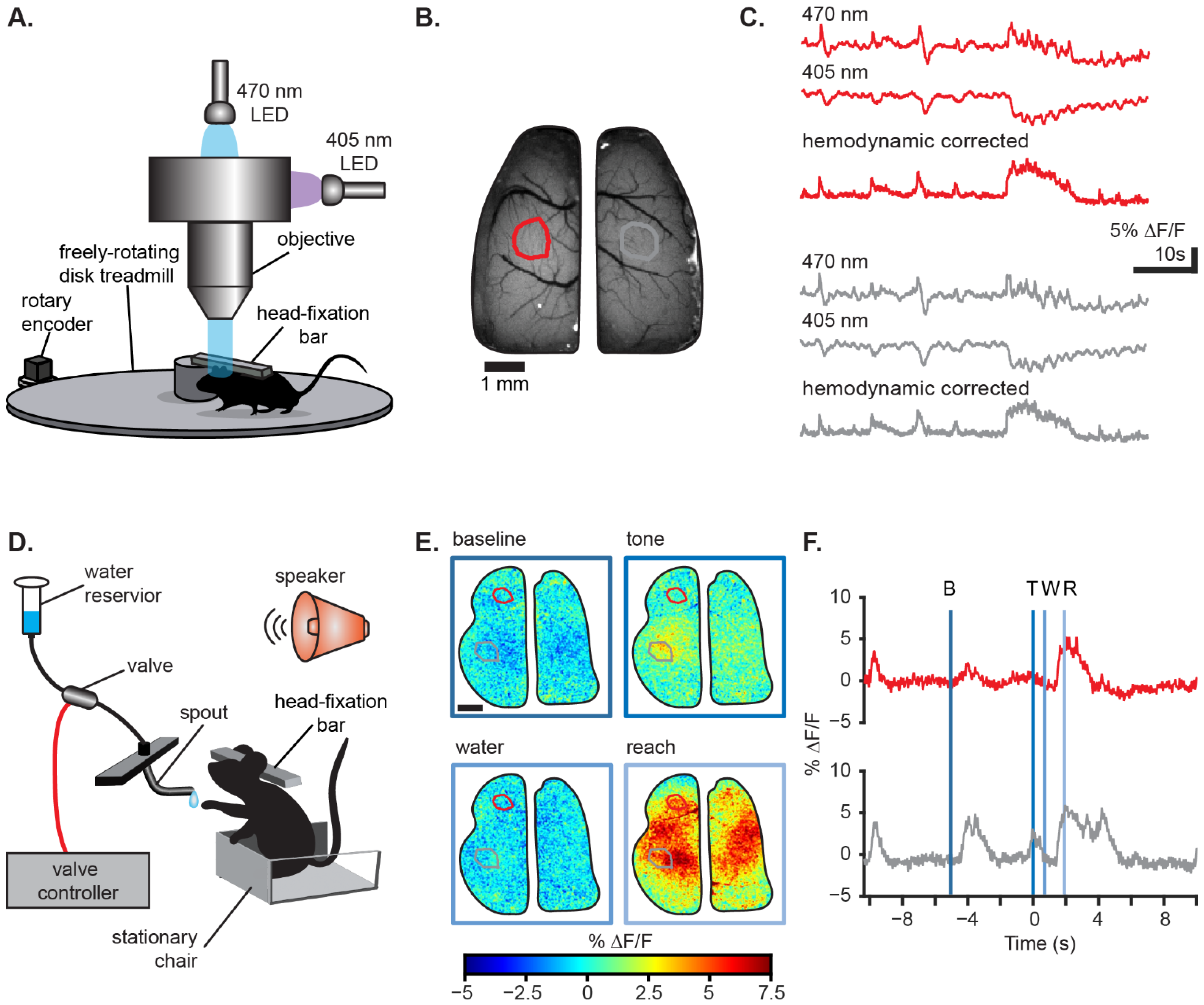 Dynamics of Visual Perceptual Decision-Making in Freely Behaving