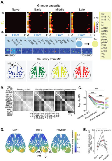 Dynamics of Visual Perceptual Decision-Making in Freely Behaving