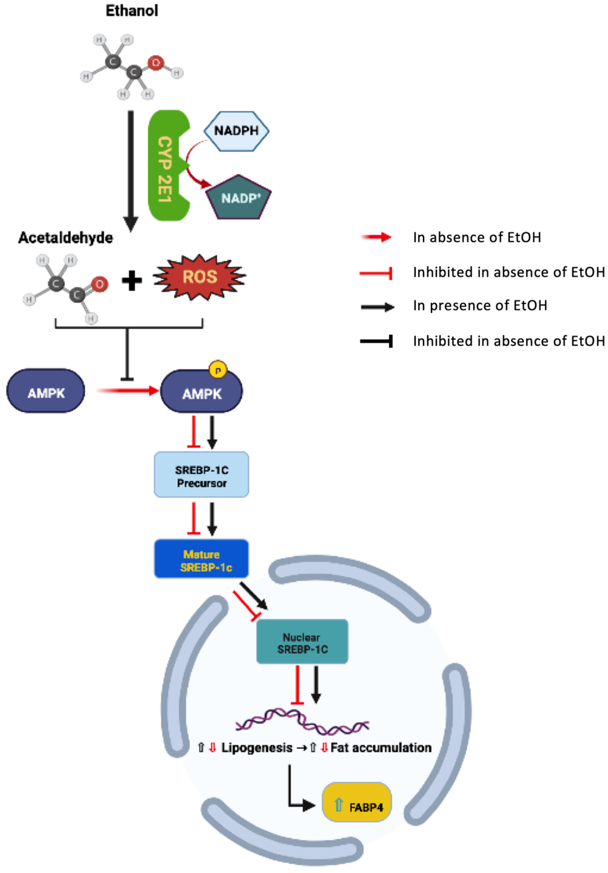 Biology 11 01613 g007 Biology 11 01613 g007