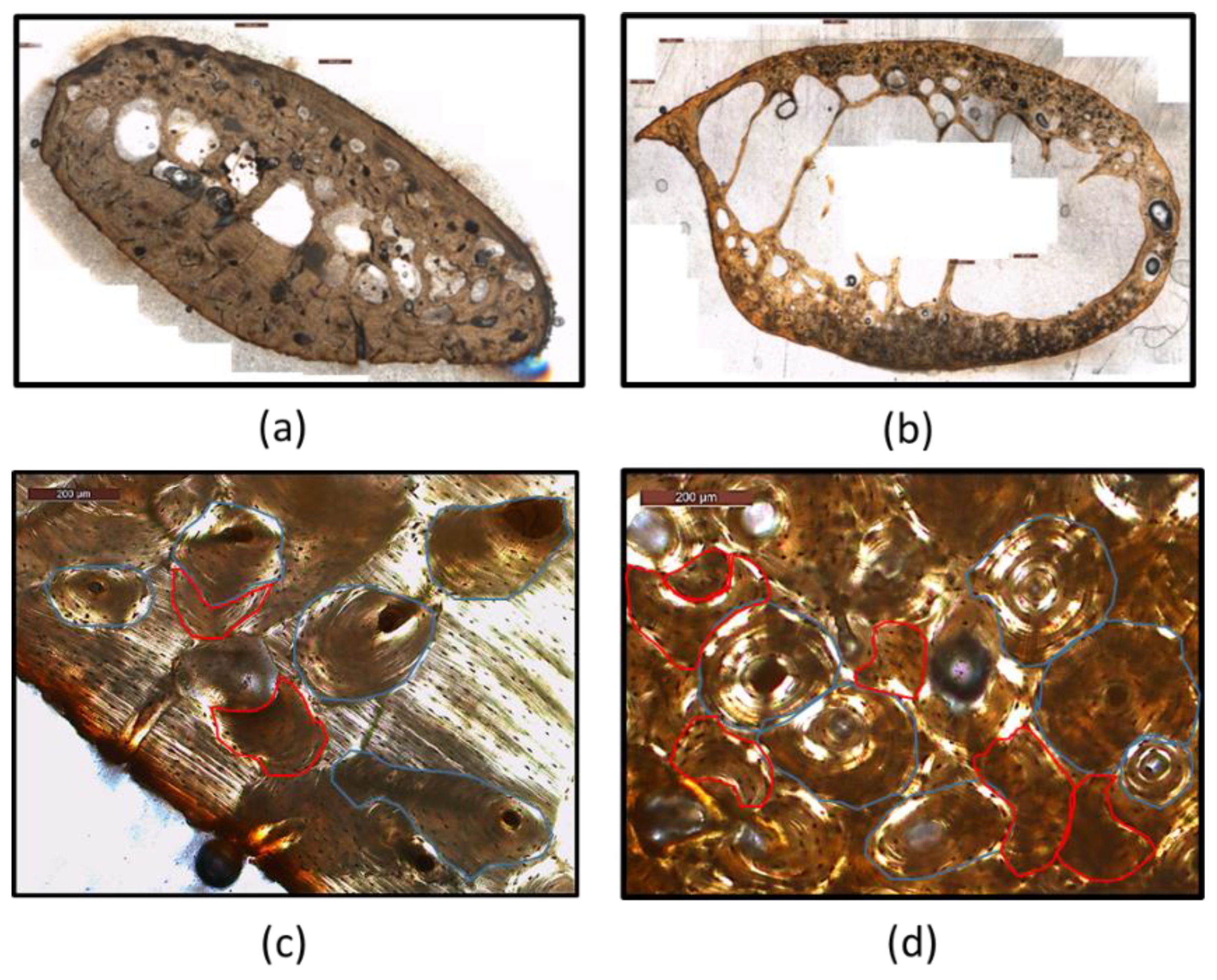 Biology 11 01615 g001 Biology 11 01615 g001