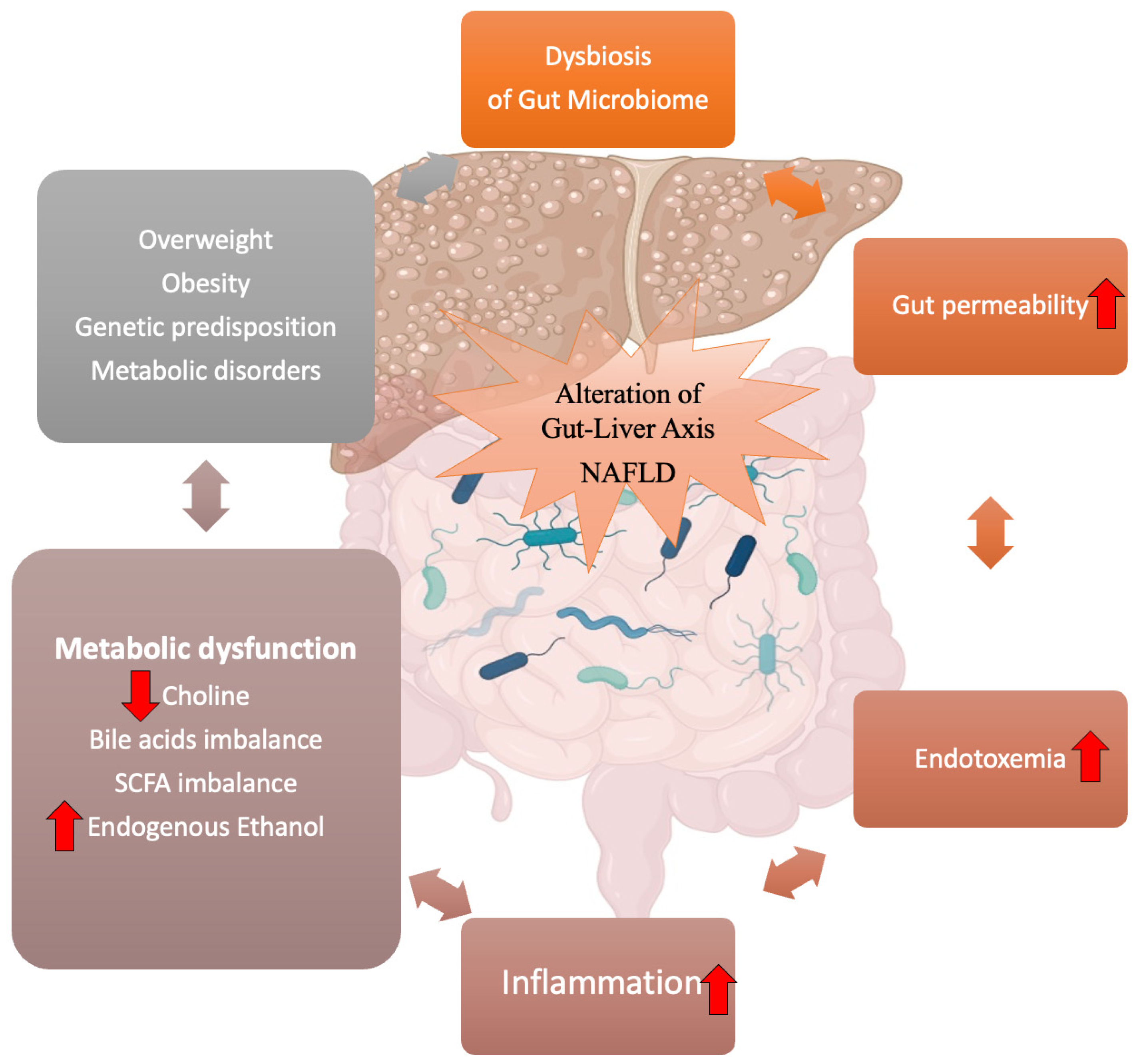 Biology Free Full Text Gut Liver Axis And Non Alcoholic Fatty Liver biology-free-full-text-gut-liver-axis-and-non-alcoholic-fatty-liver