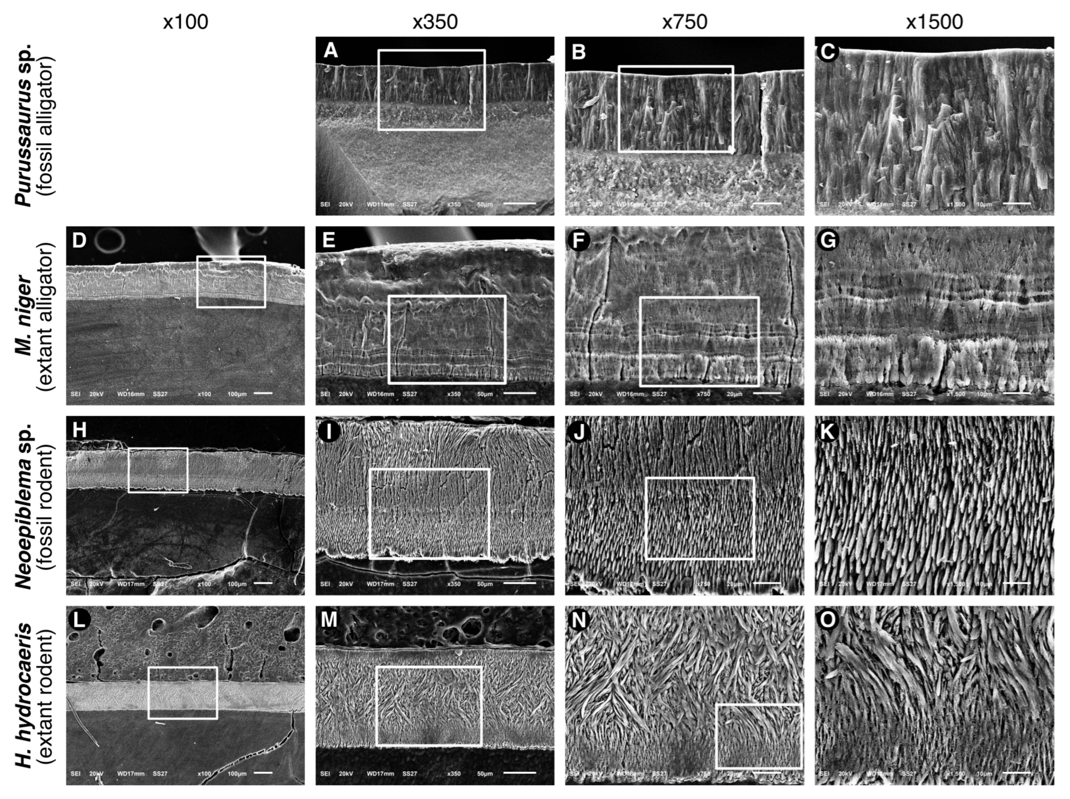 Biology 11 01636 g005 Biology 11 01636 g005