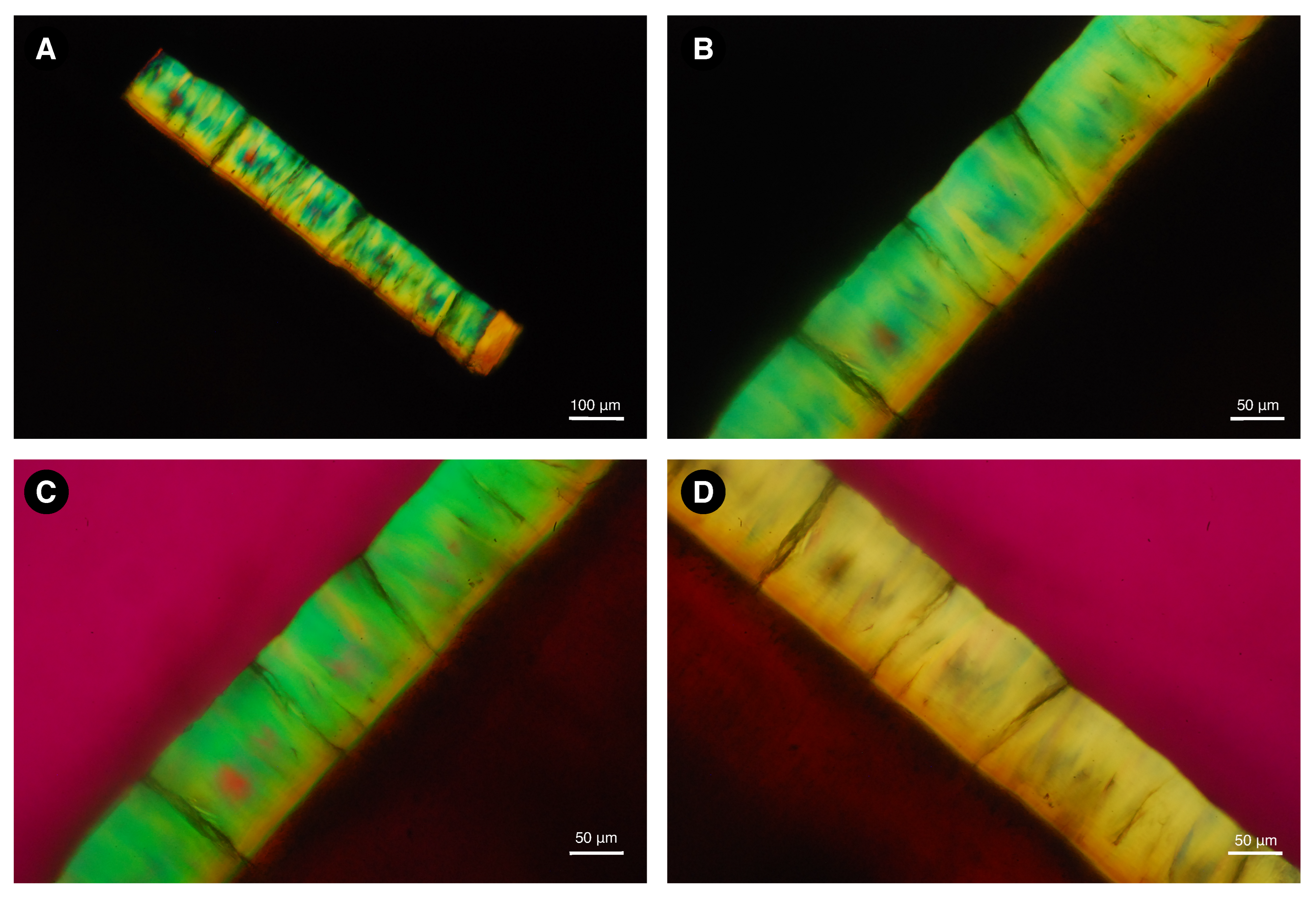 Biology 11 01636 g006 Biology 11 01636 g006