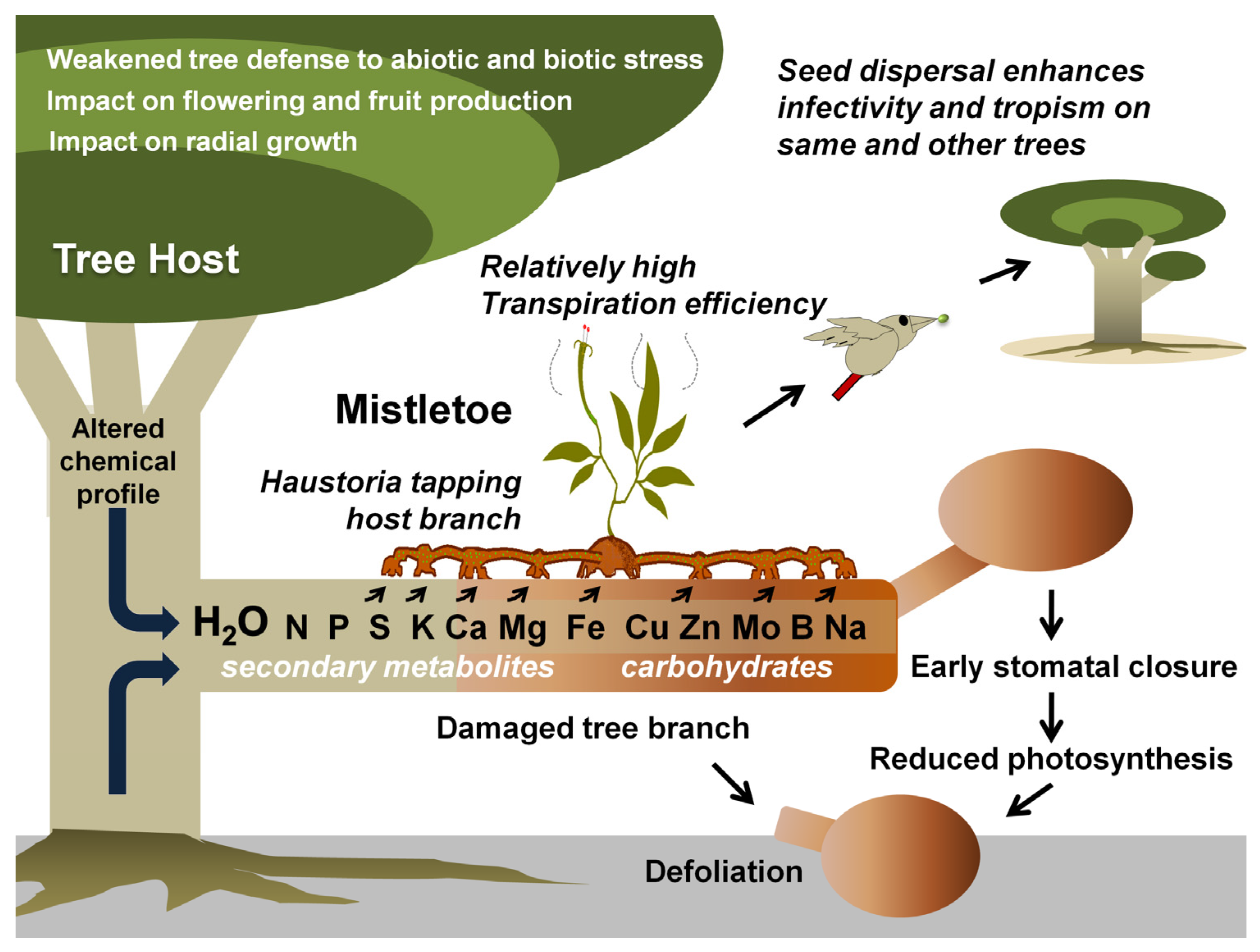 Biology | Free Full-Text | Mitigating the Mistletoe Menace: Biotechnological and Smart Management Approaches