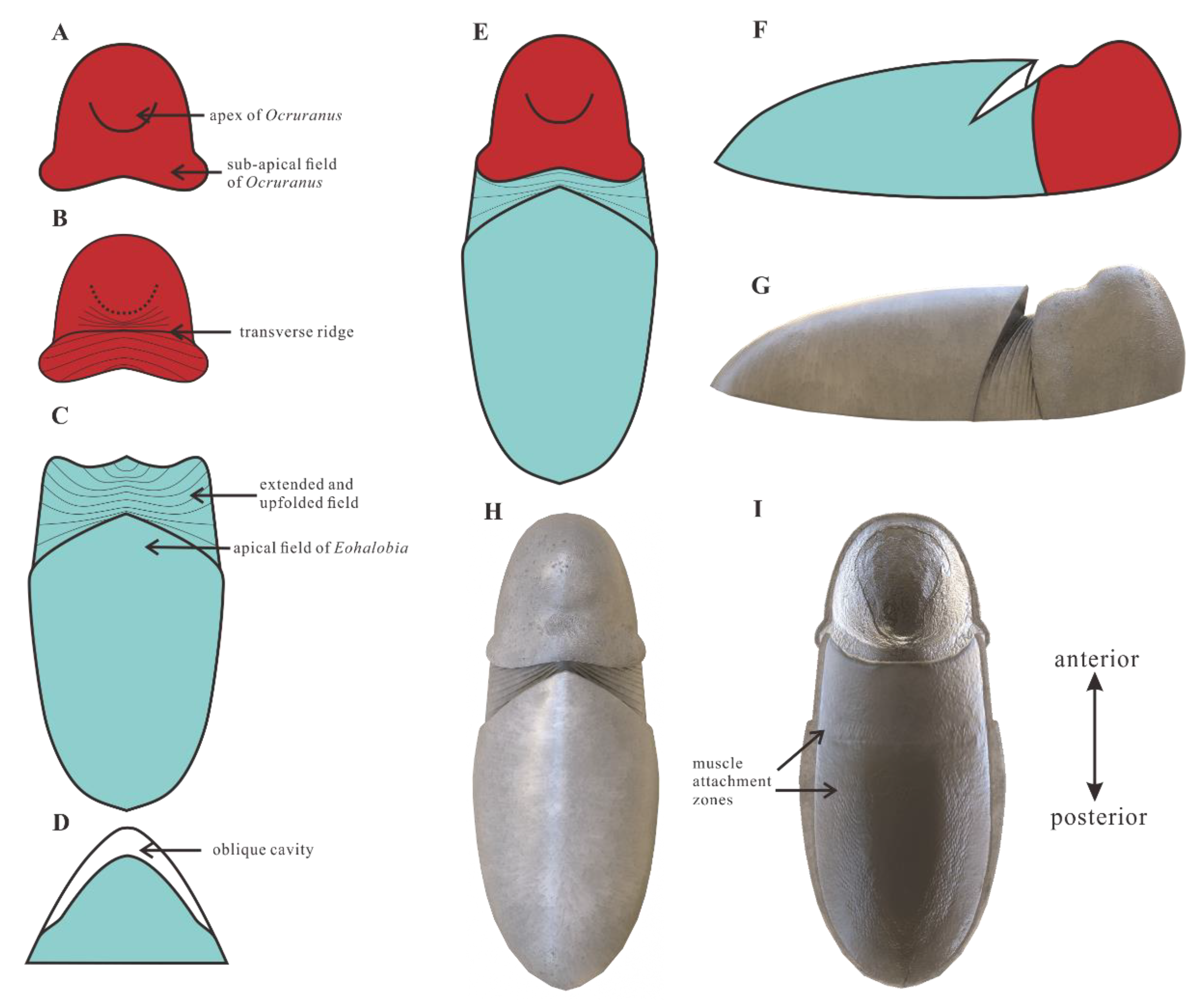 Caelidracones, Breviquartossa and Lophocratia are all node-based clades