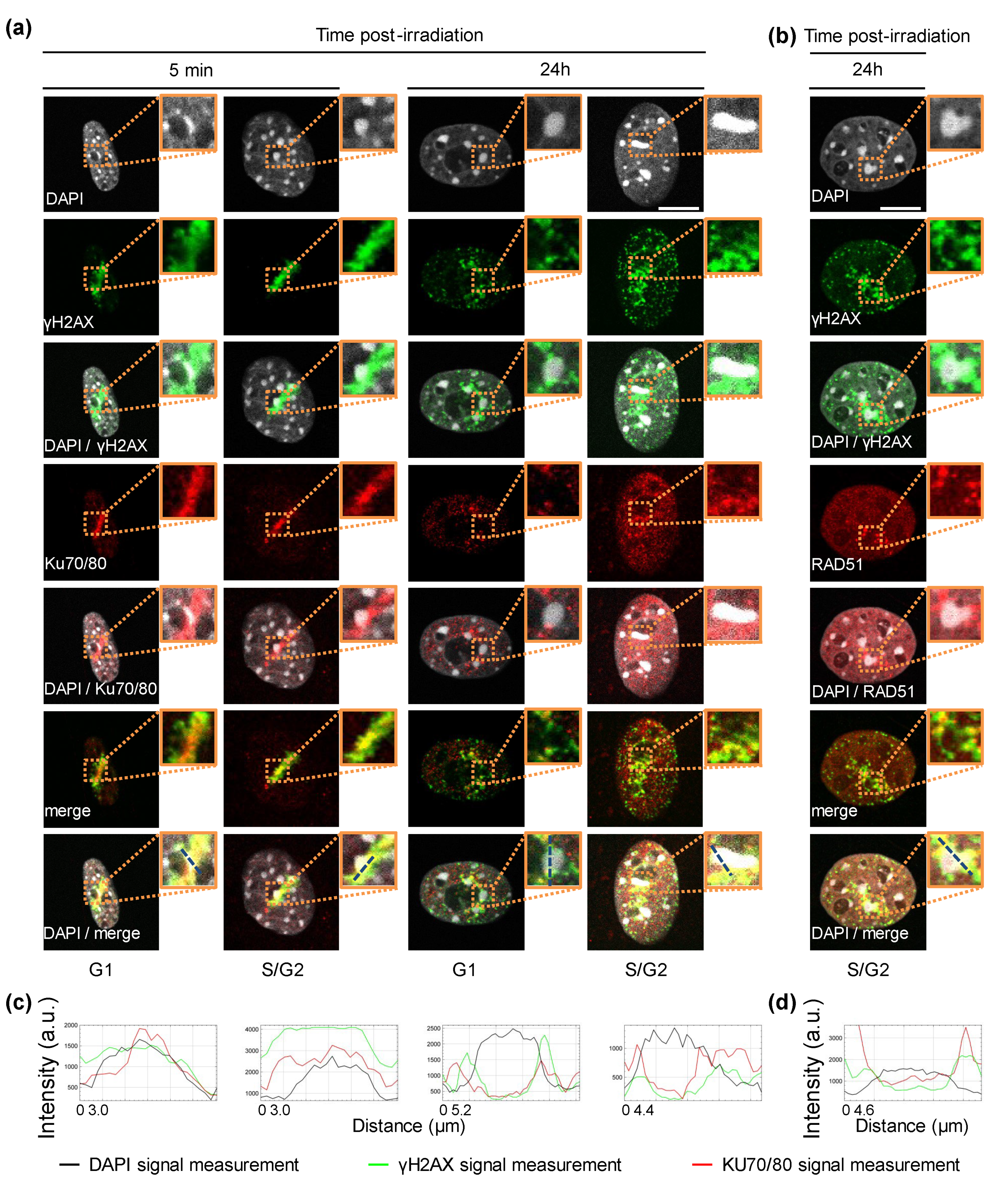 Biology 11 01652 g005 Biology 11 01652 g005