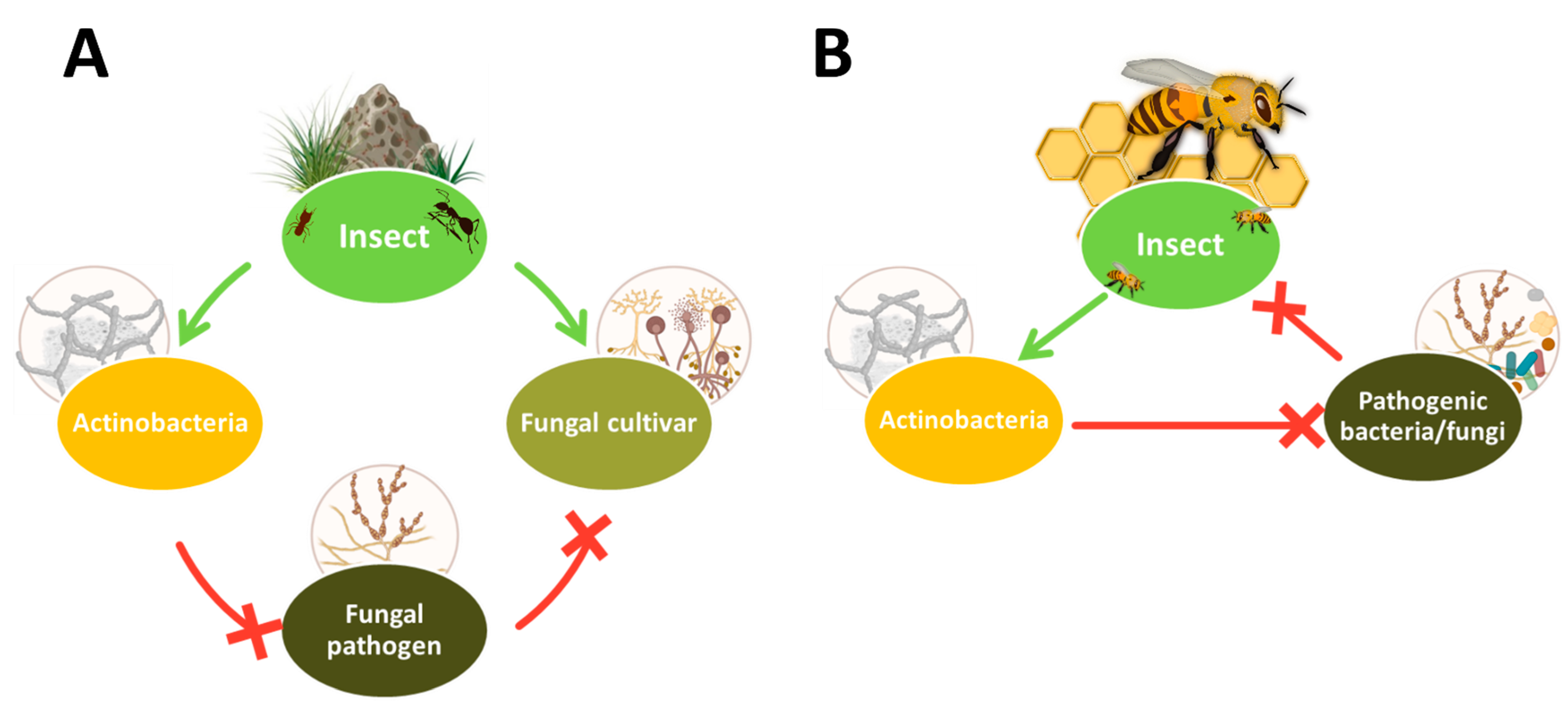Biology 11 01676 g005 Biology 11 01676 g005