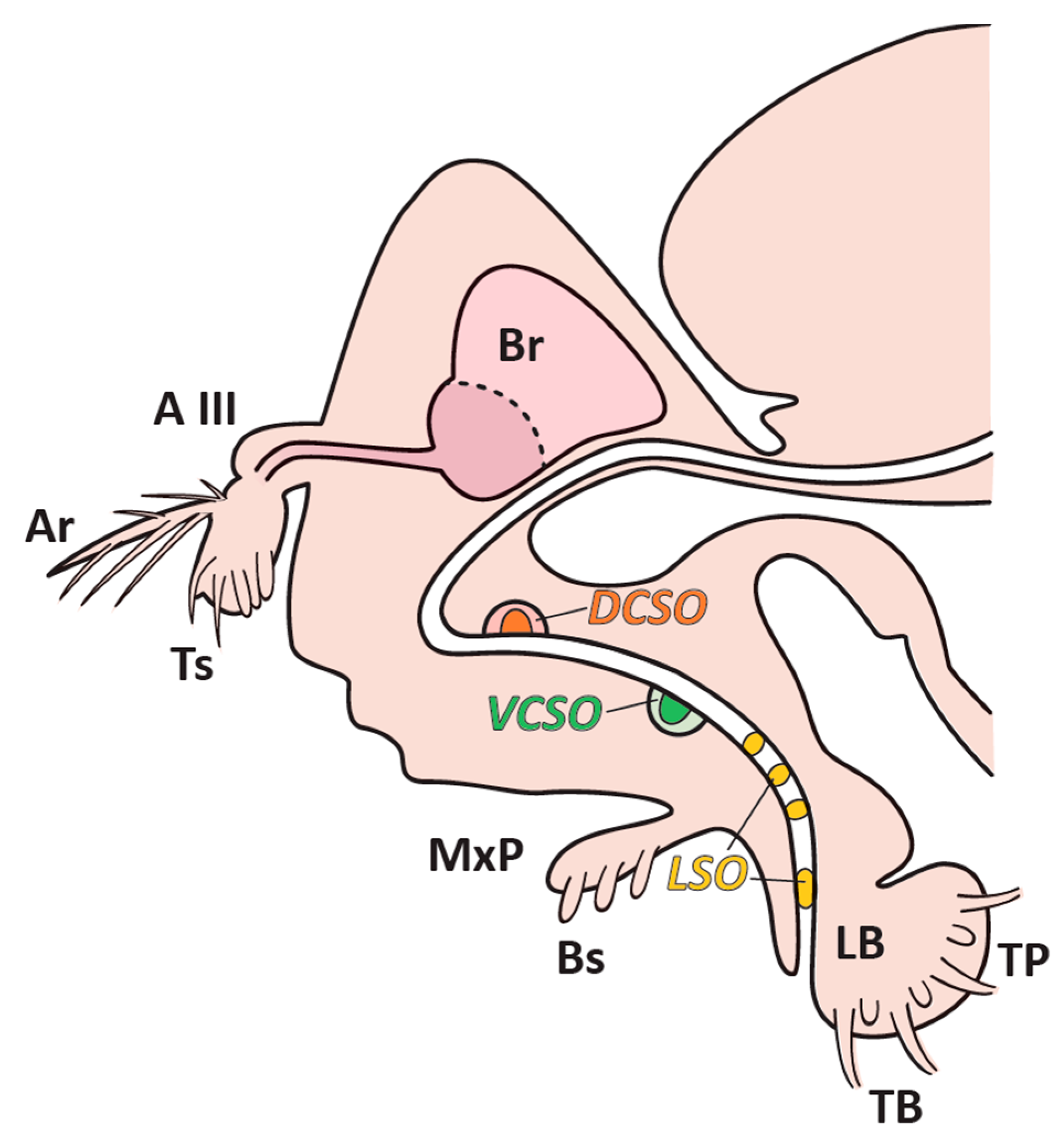 Biology 11 01687 g001