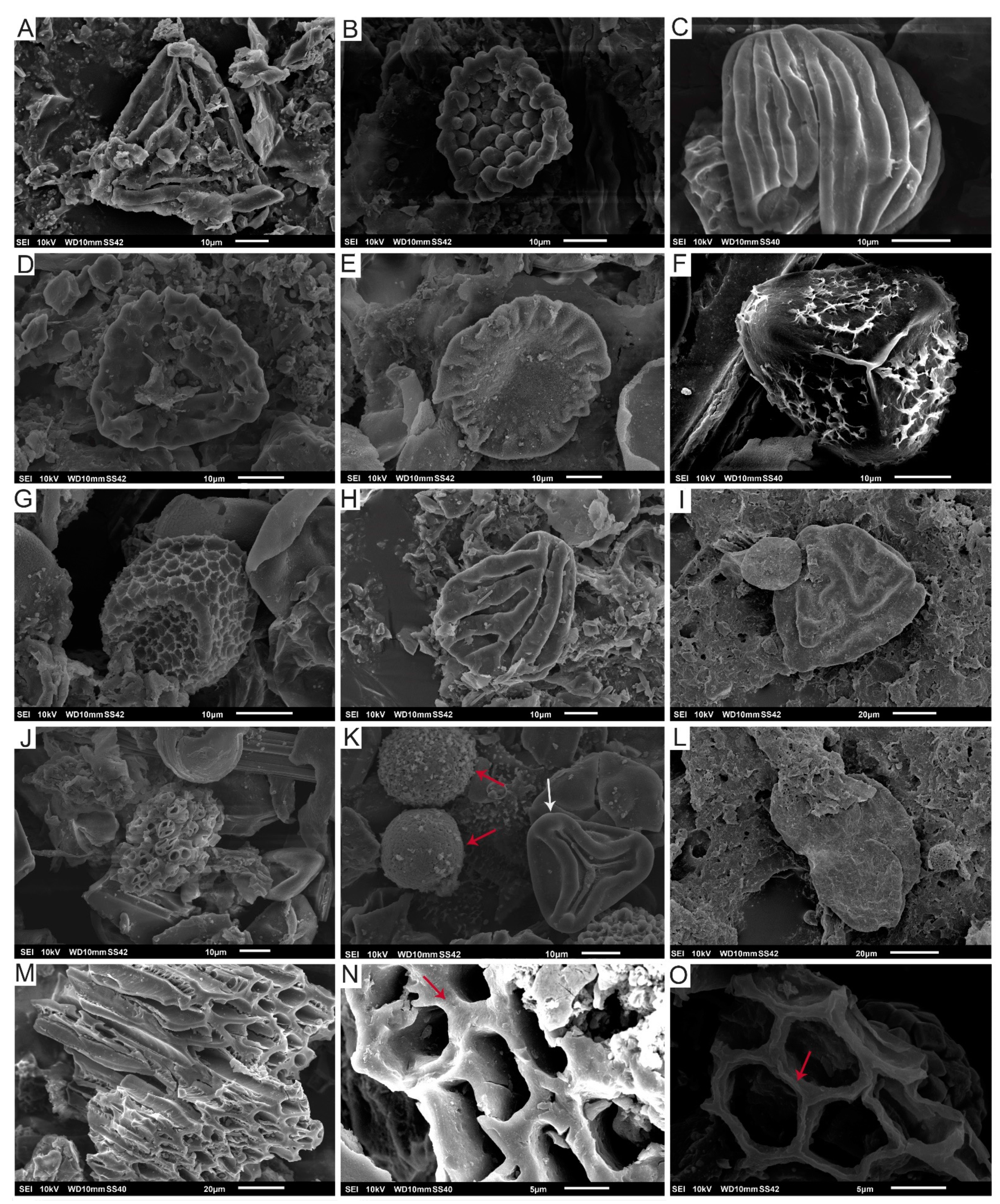 Biology 11 01695 g004 Biology 11 01695 g004