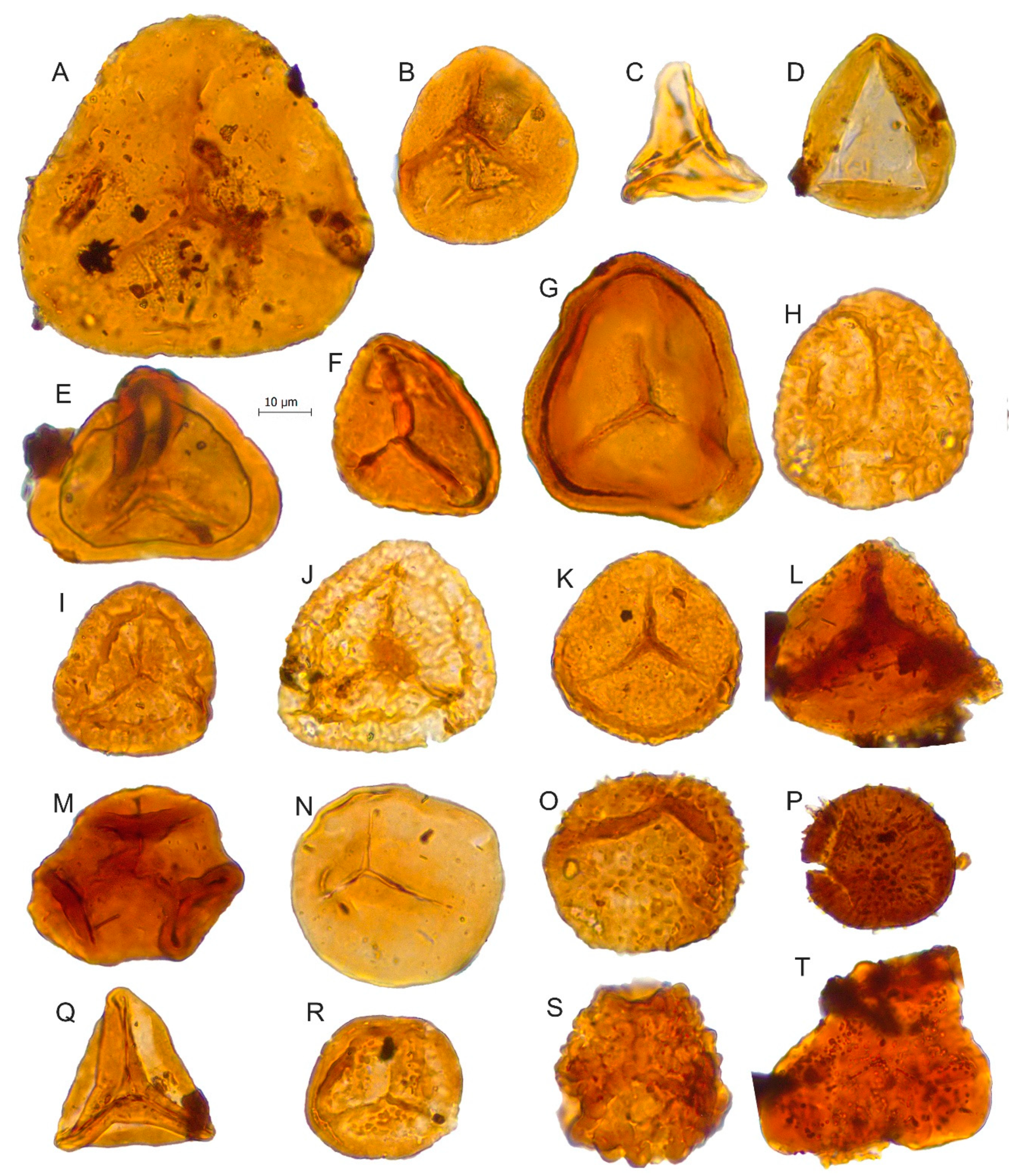 Biology 11 01695 g005 Biology 11 01695 g005