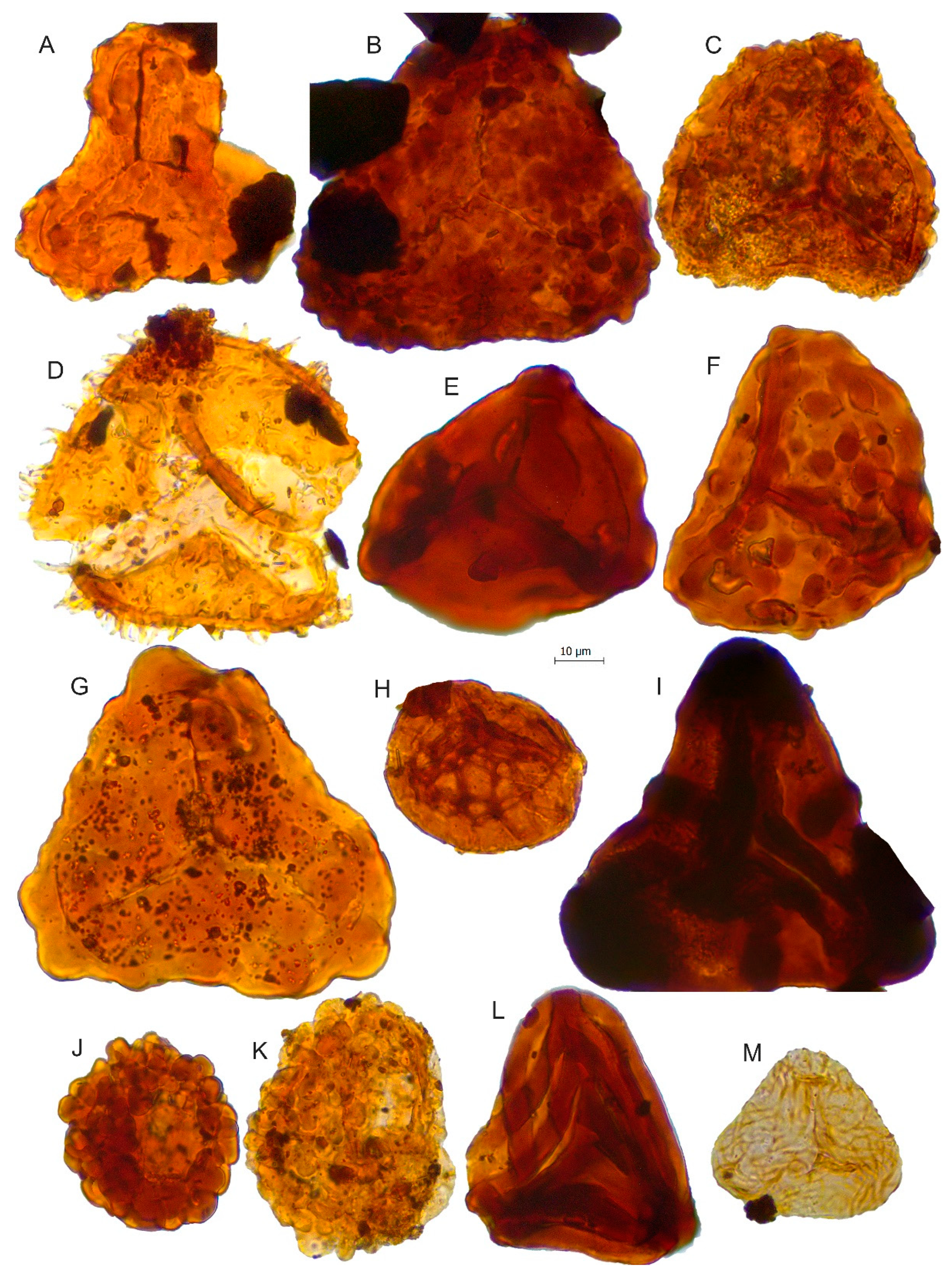 Biology 11 01695 g007 Biology 11 01695 g007
