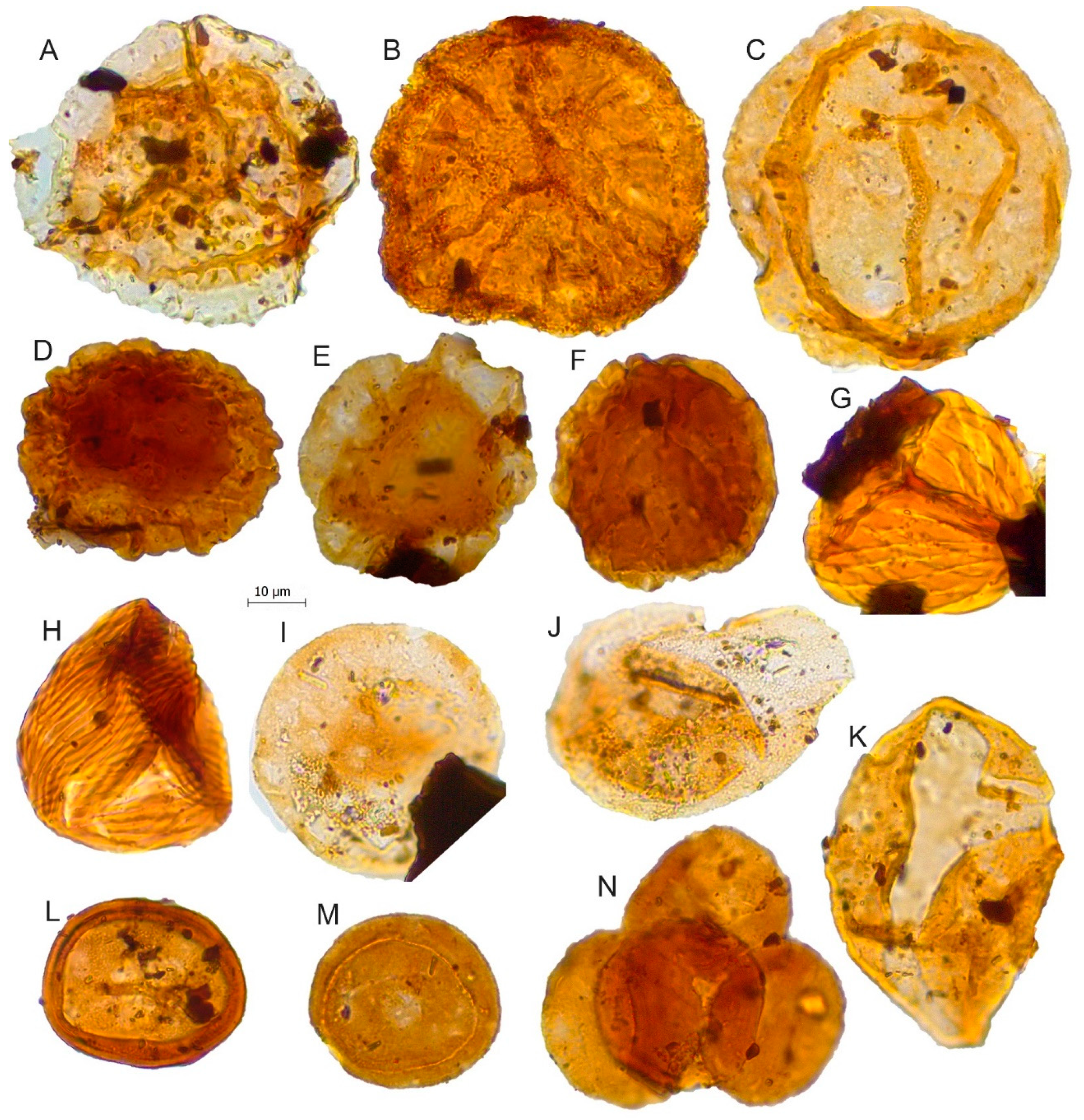 Biology 11 01695 g008 Biology 11 01695 g008