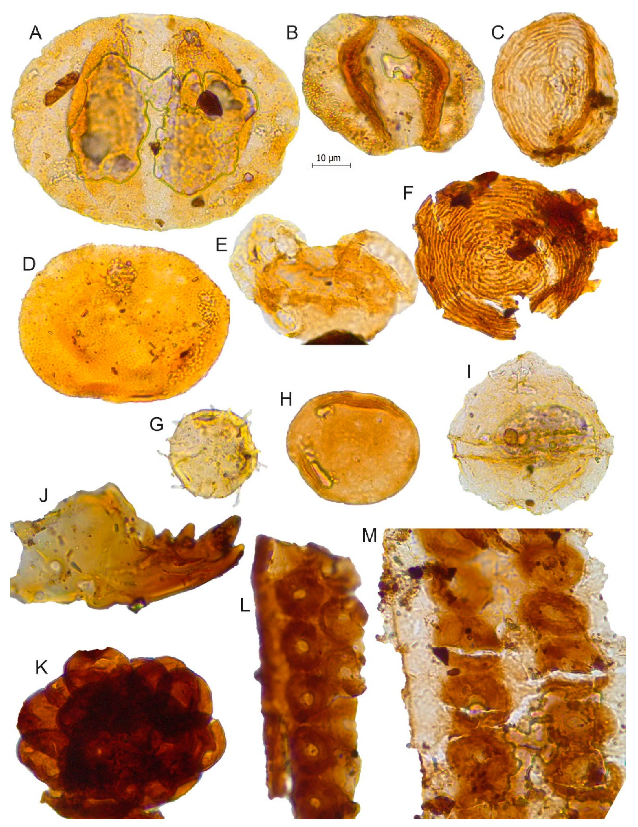 Biology 11 01695 g009 Biology 11 01695 g009