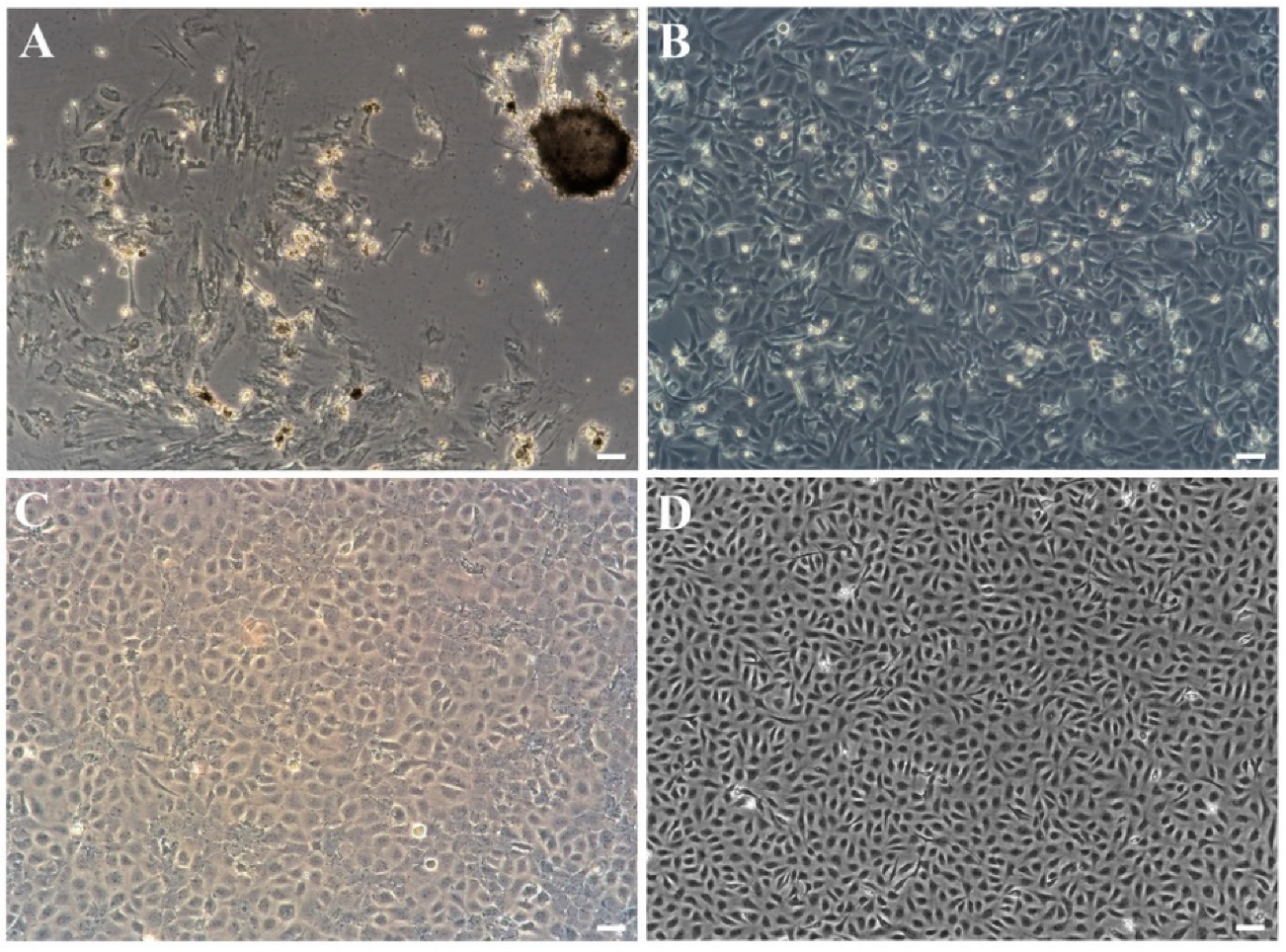 Biology 11 01697 g001 Biology 11 01697 g001