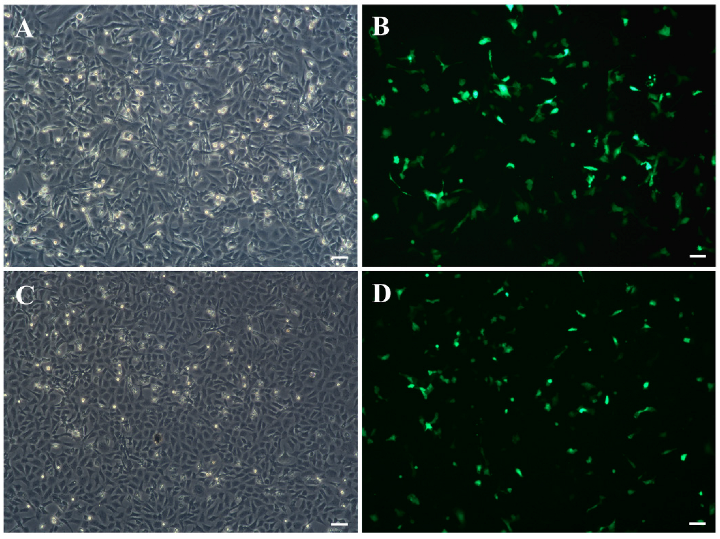 Biology 11 01697 g005 Biology 11 01697 g005