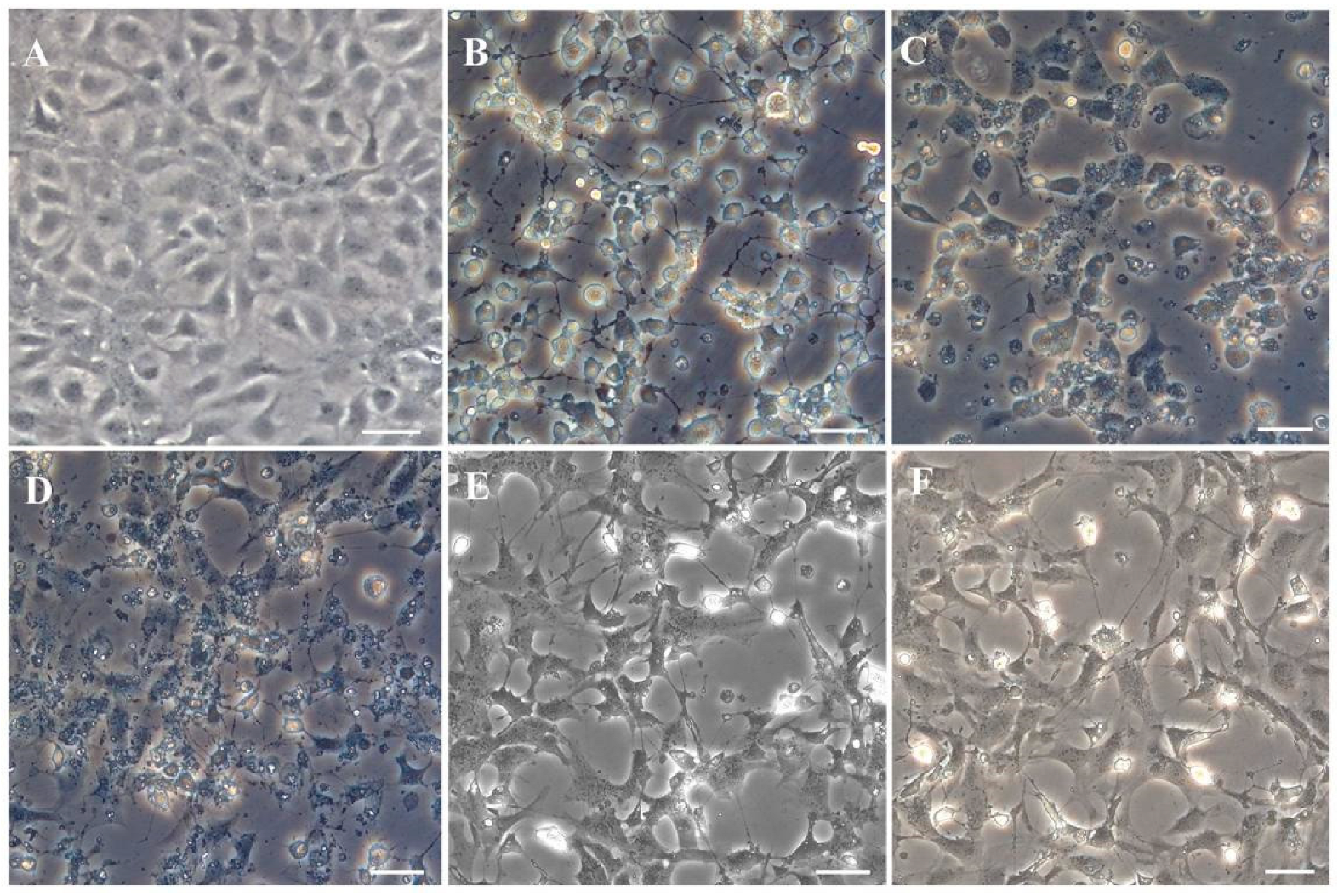 Biology 11 01697 g006 Biology 11 01697 g006