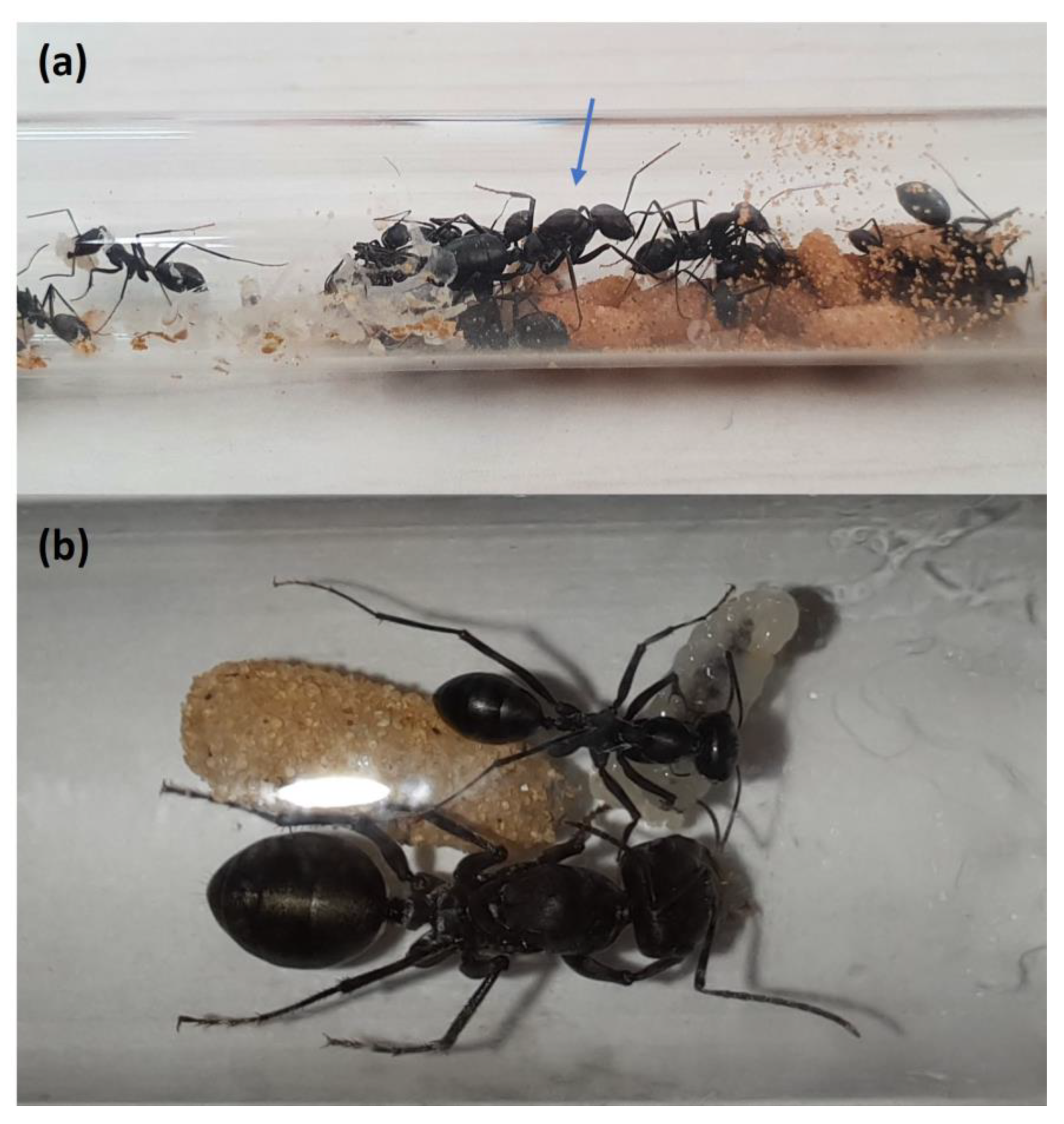 Biology 11 01714 g001