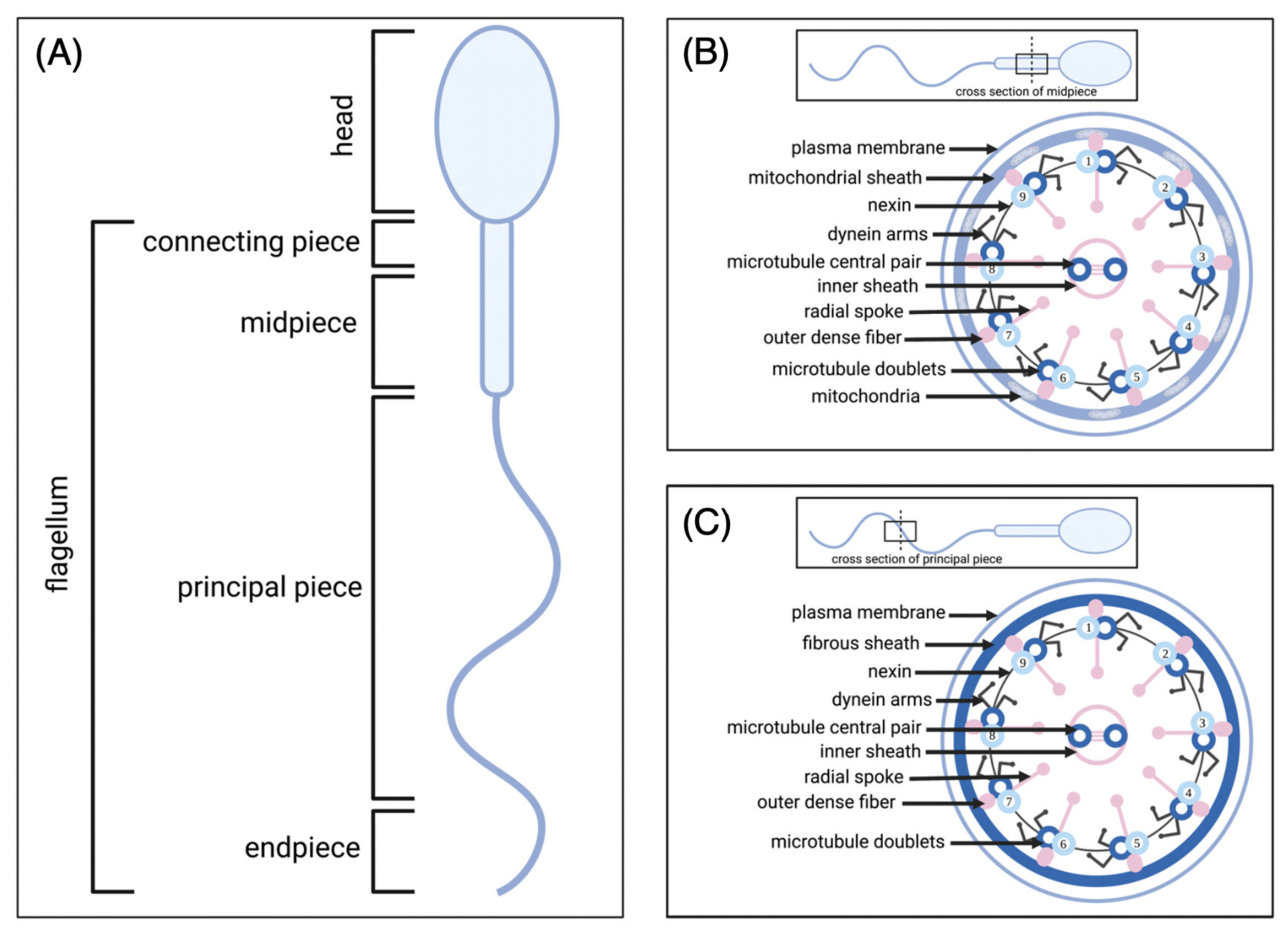 Biology 11 01715 g001 Biology 11 01715 g001