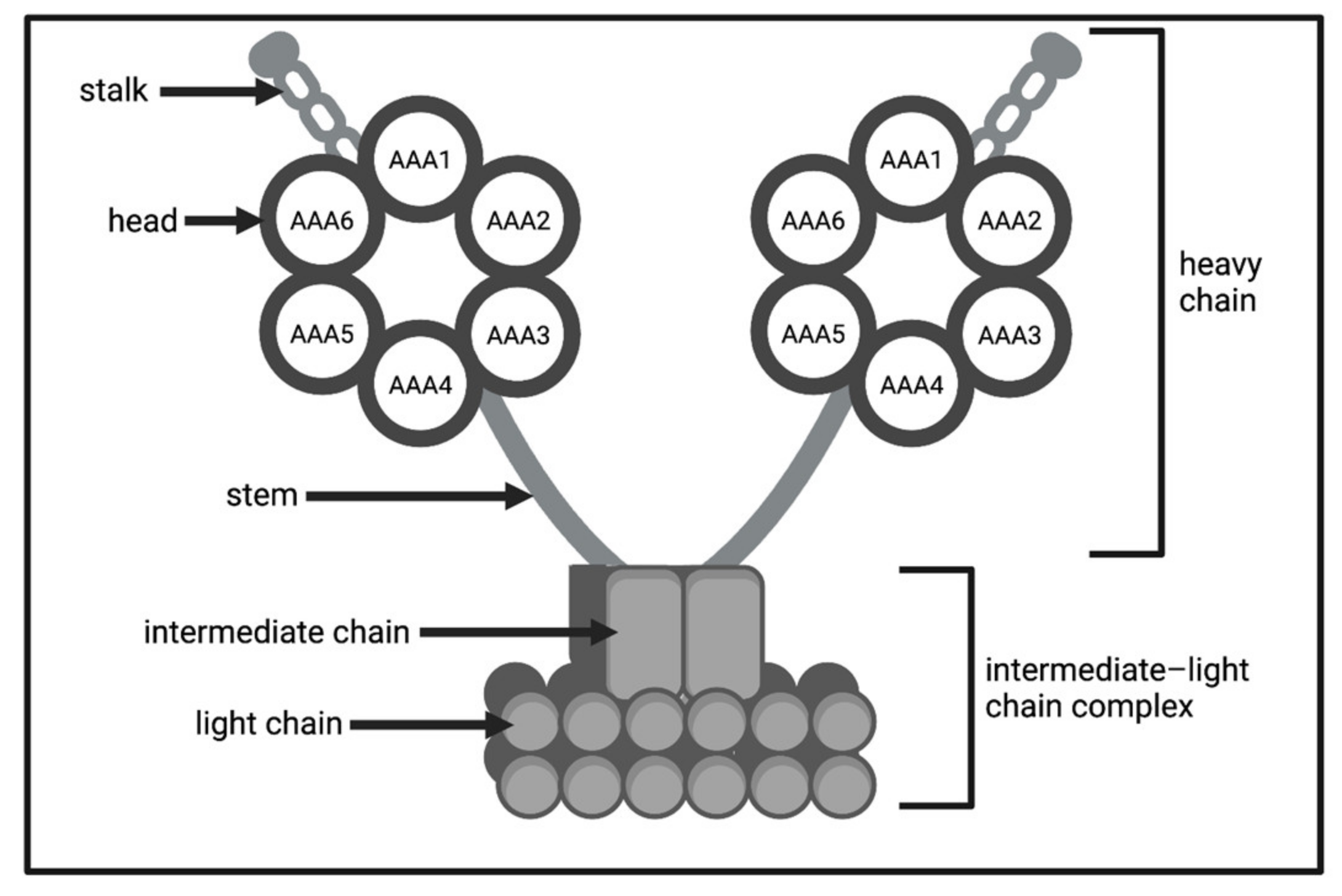 Biology 11 01715 g002 Biology 11 01715 g002