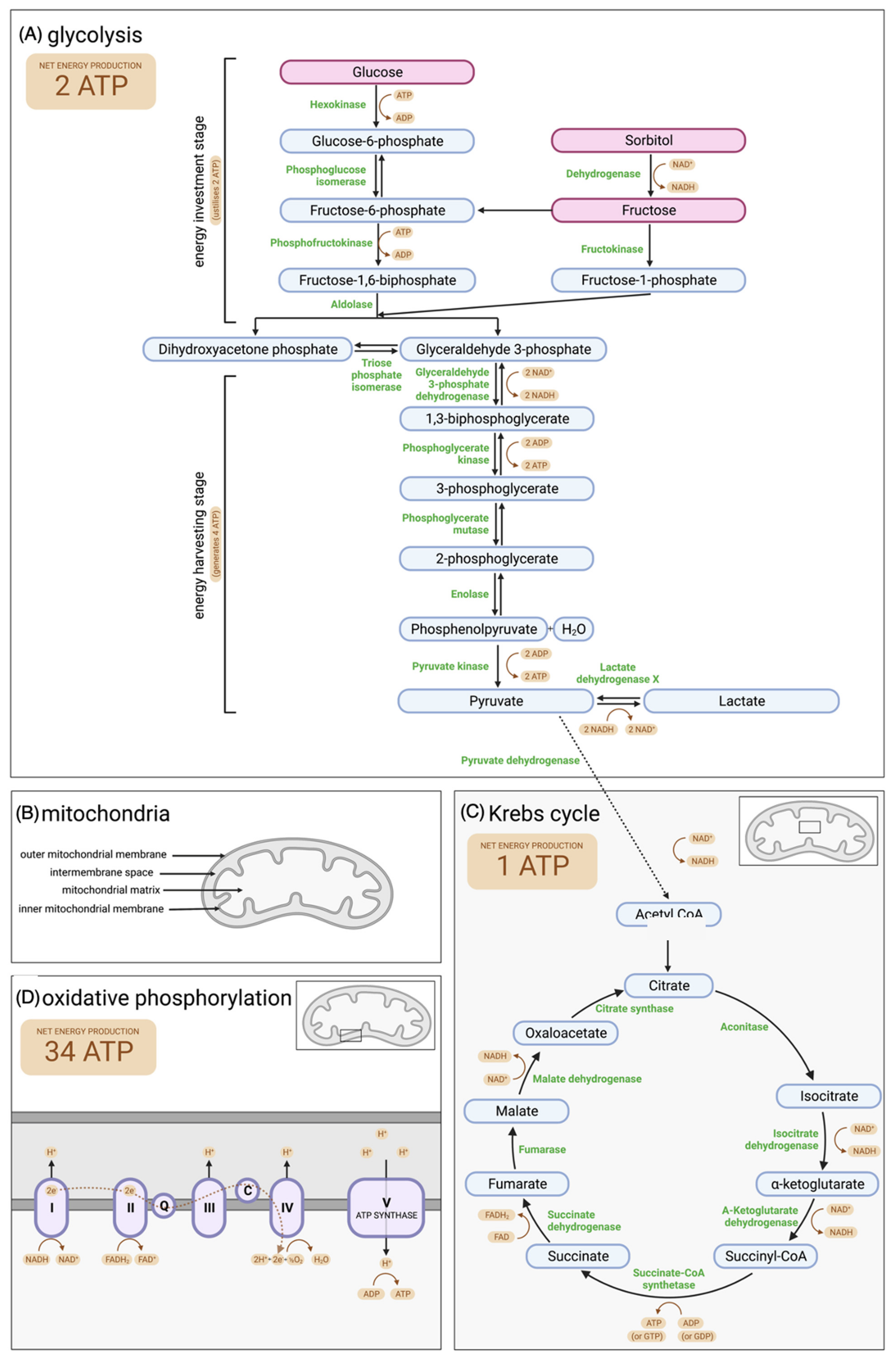 Biology 11 01715 g003 Biology 11 01715 g003