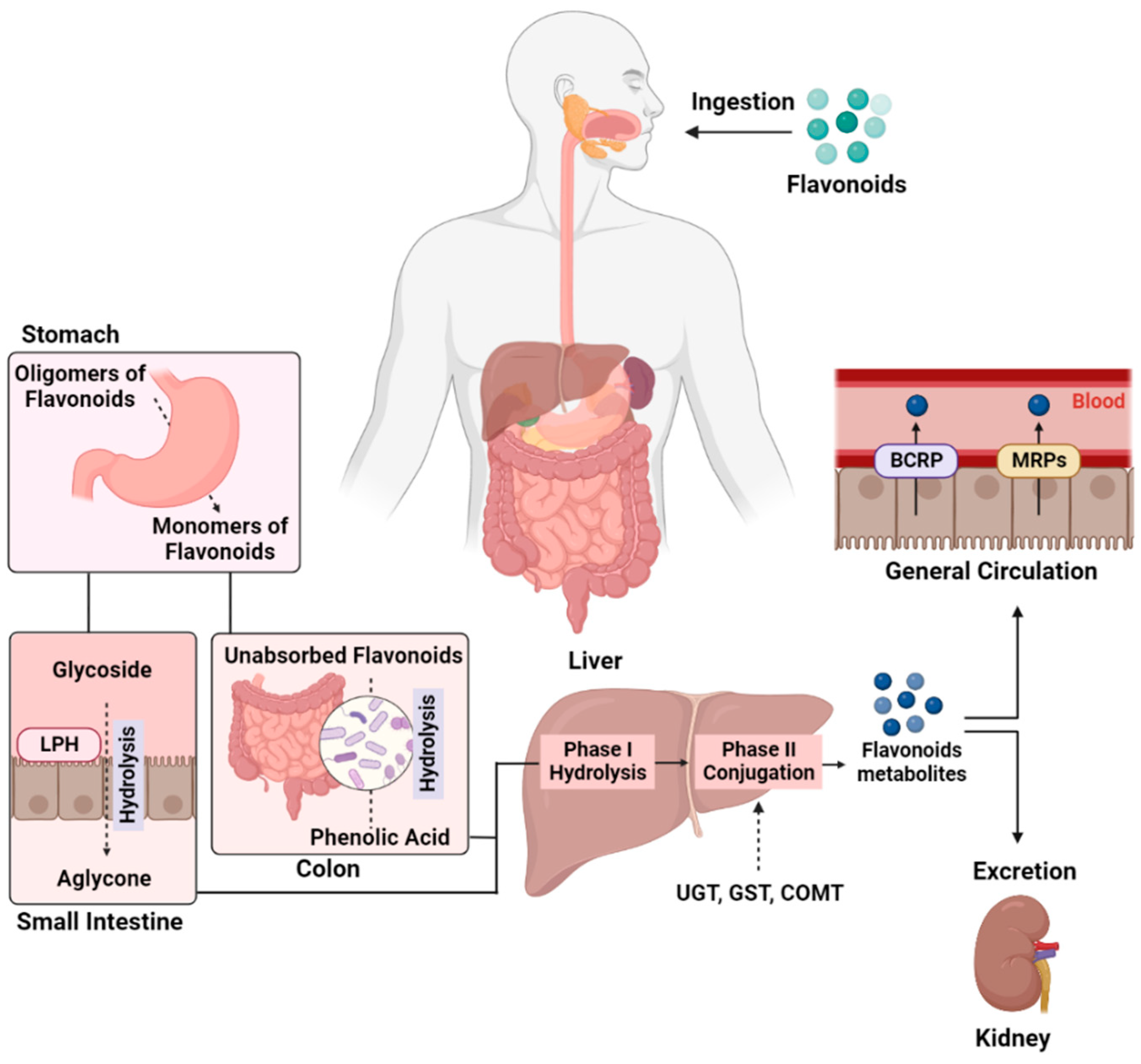 Flavonoids and stress management