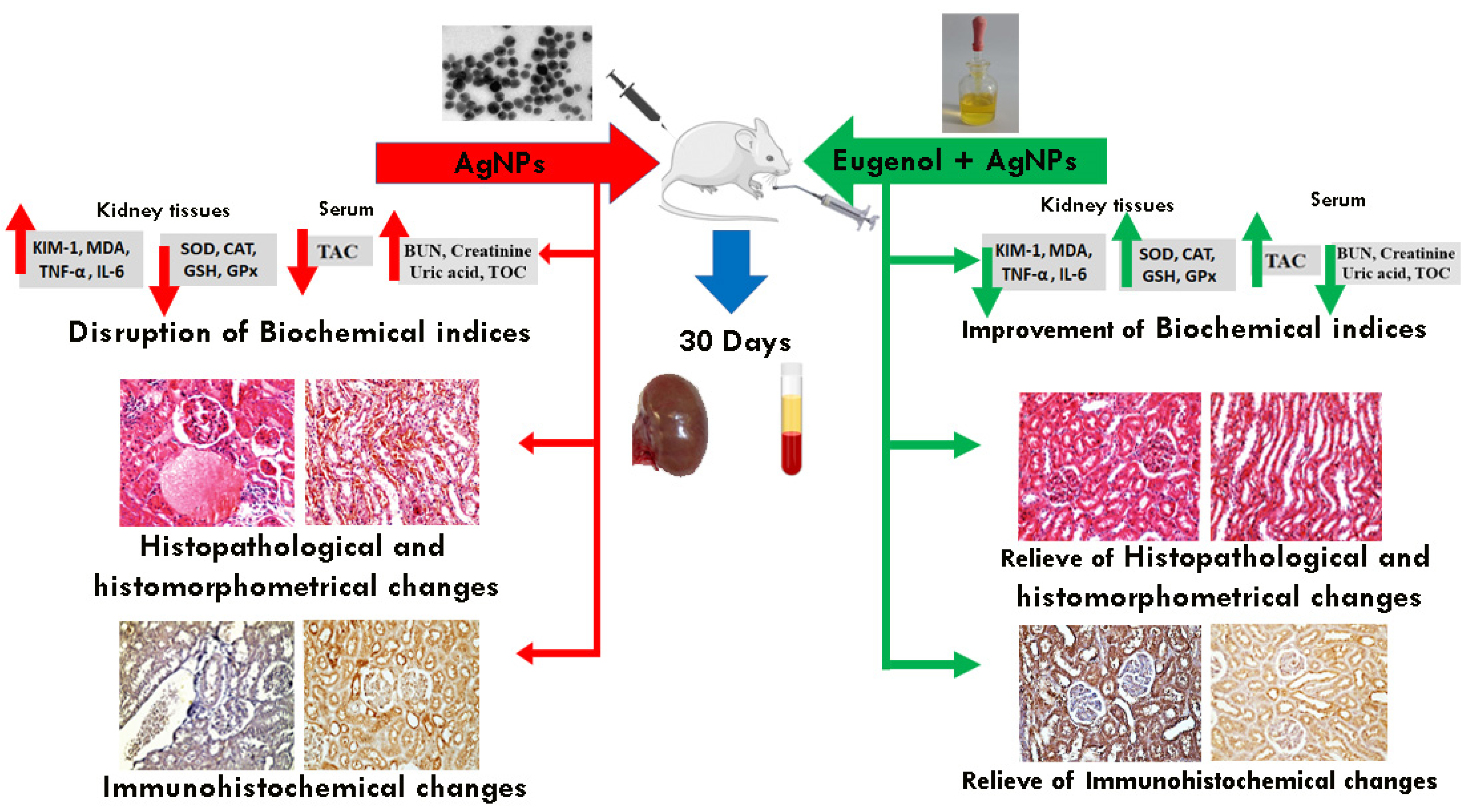 Biology 11 01719 g001 Biology 11 01719 g001