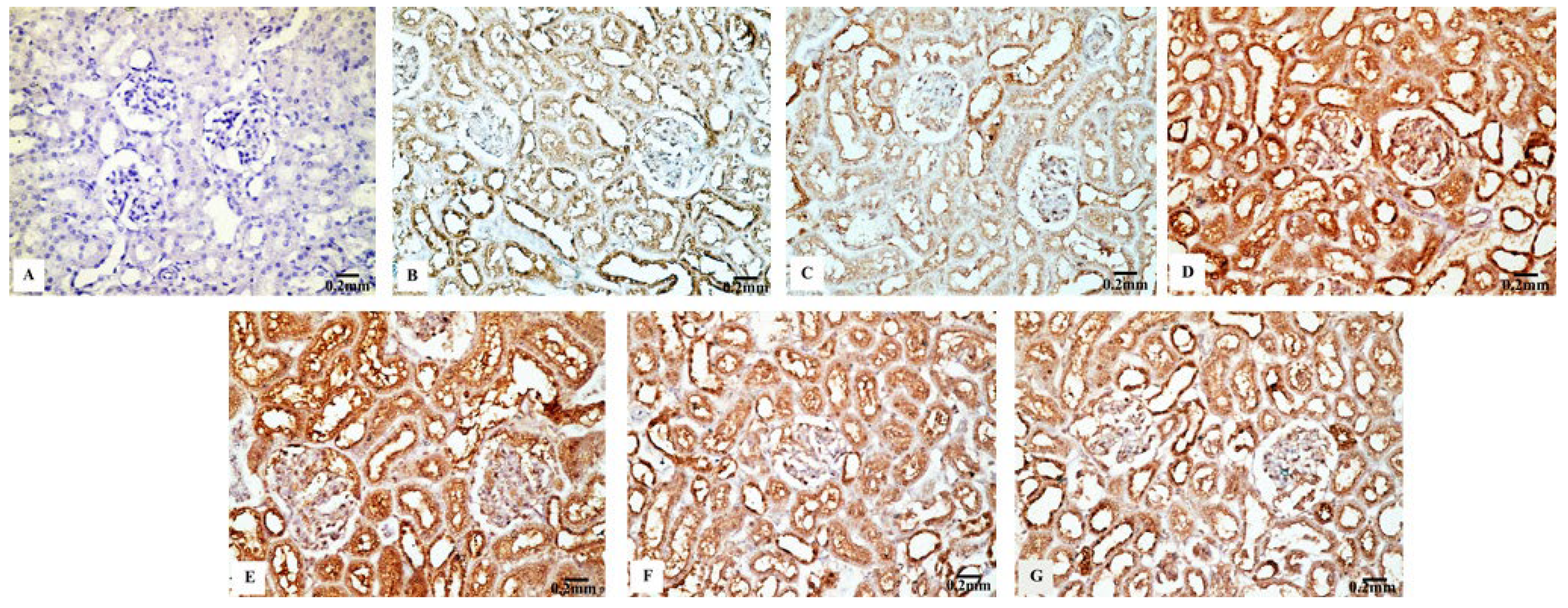 Biology 11 01719 g008 Biology 11 01719 g008