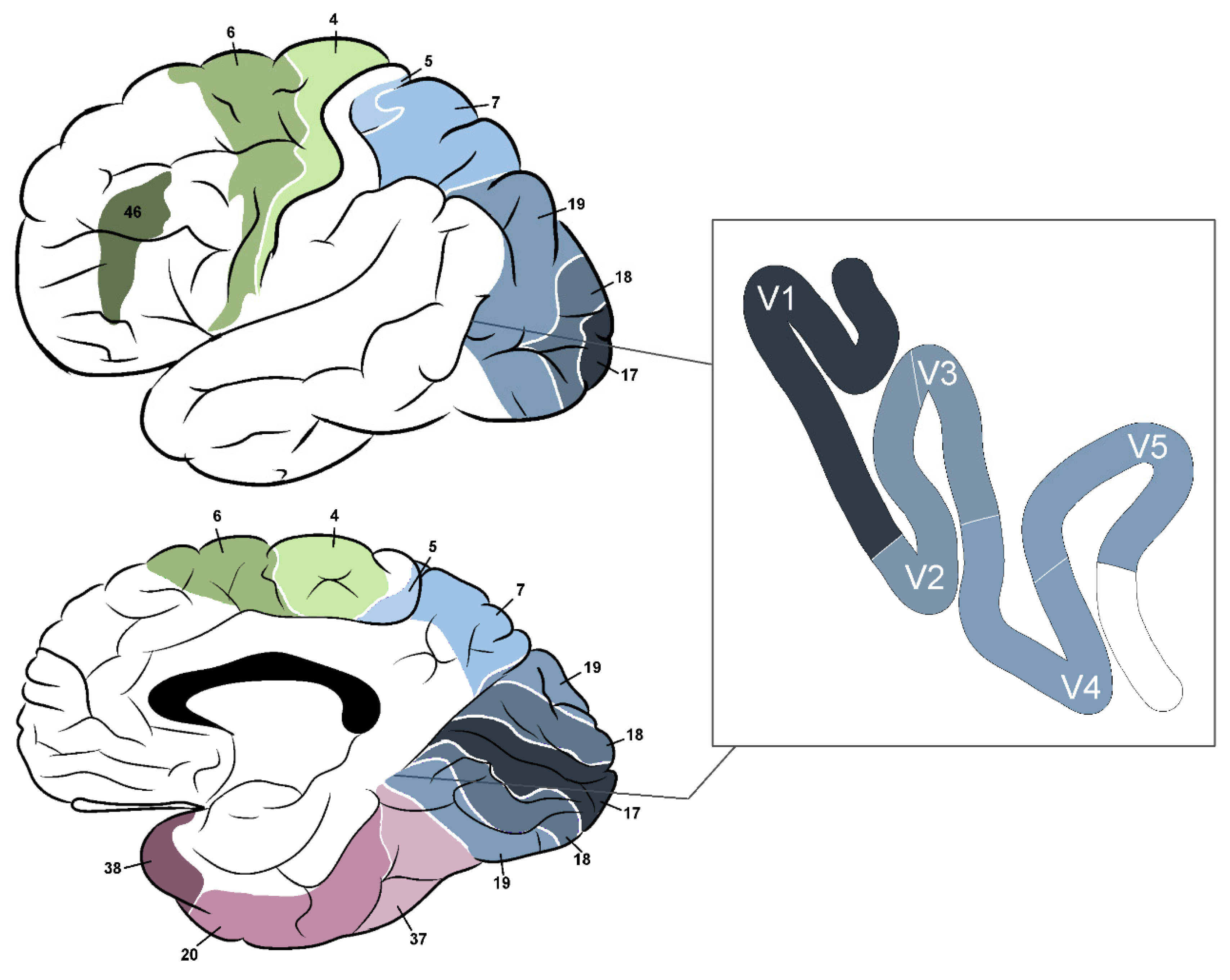 Biology 11 01720 g003