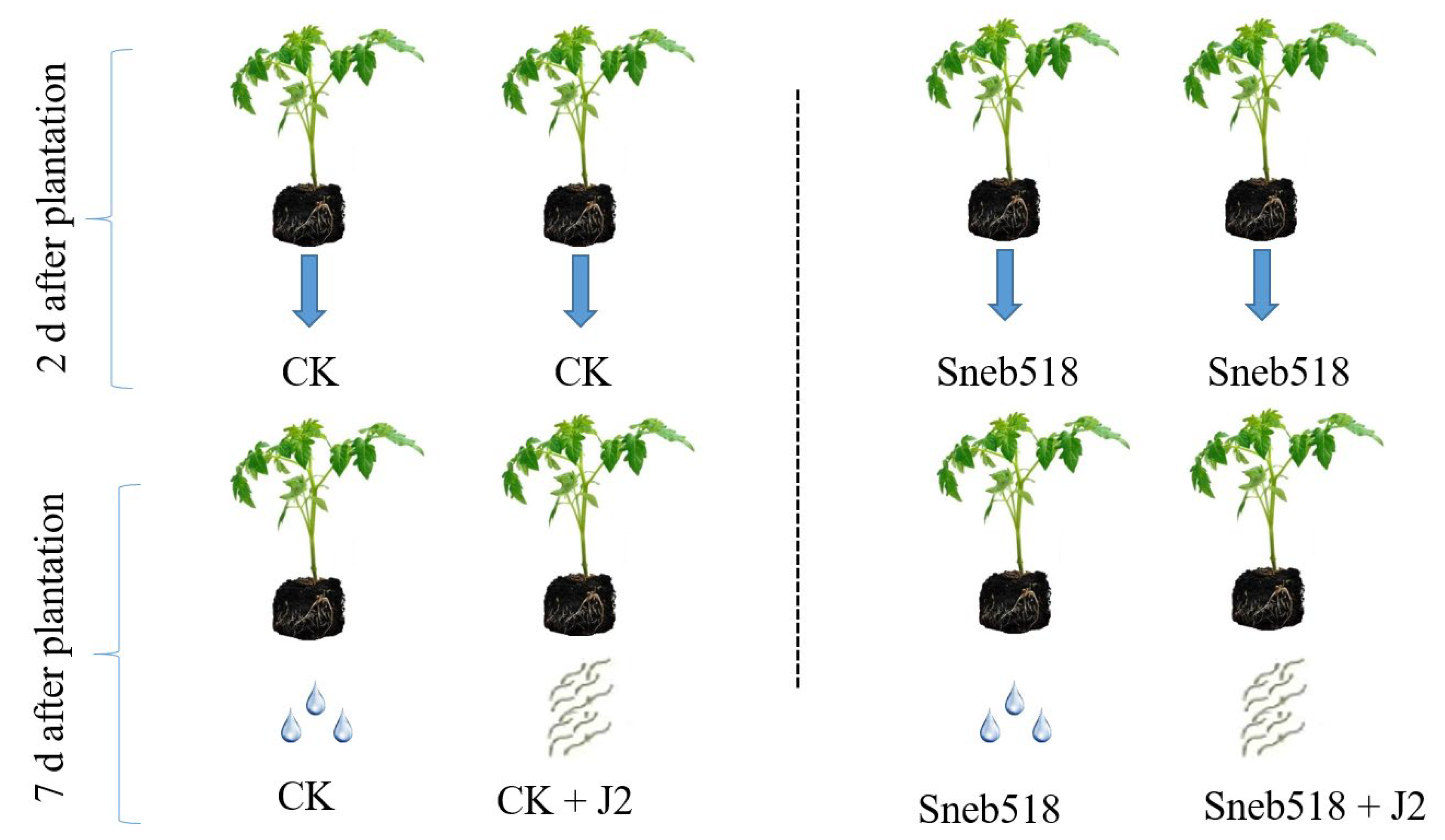 Biology 11 01724 g001 Biology 11 01724 g001