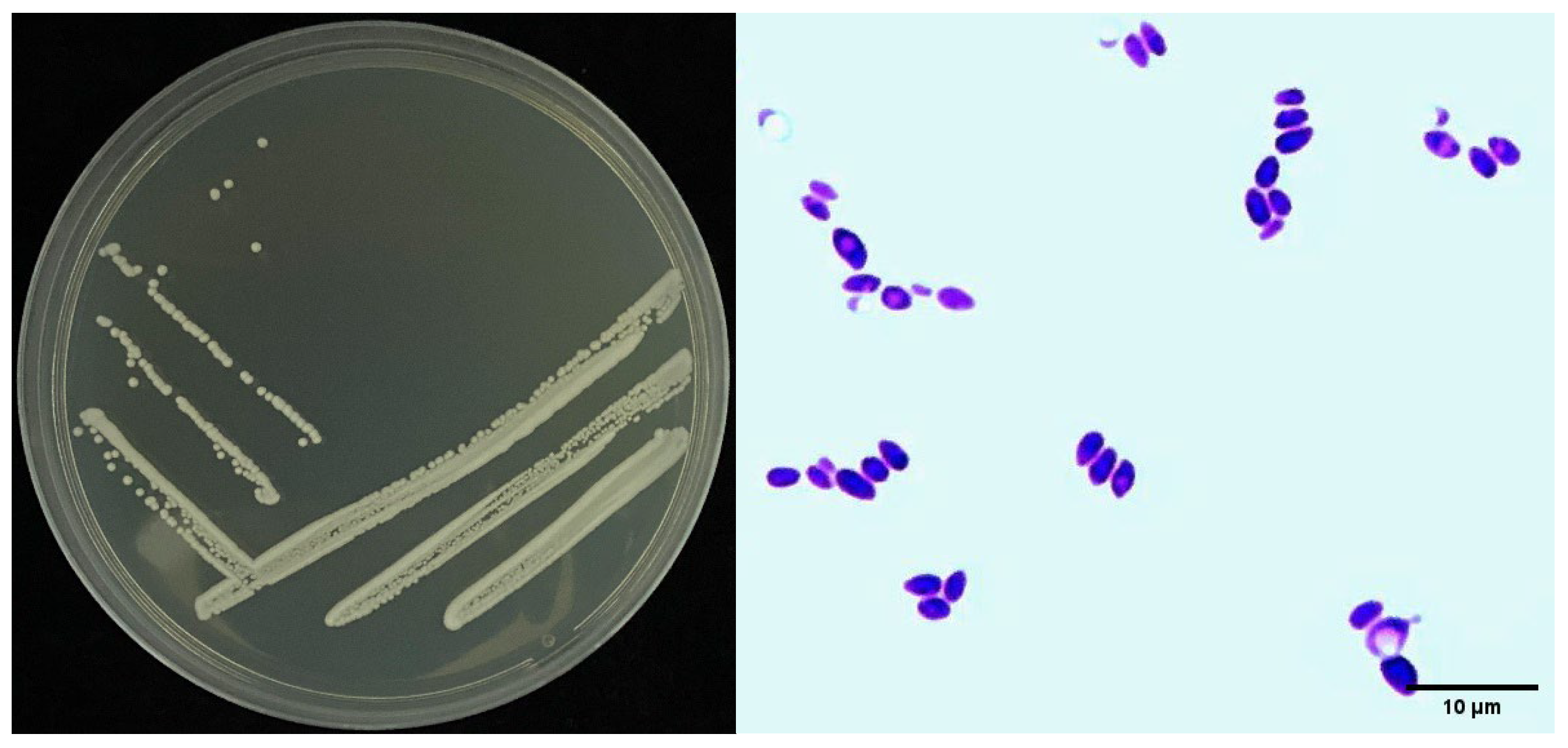 Biology 11 01724 g002 Biology 11 01724 g002