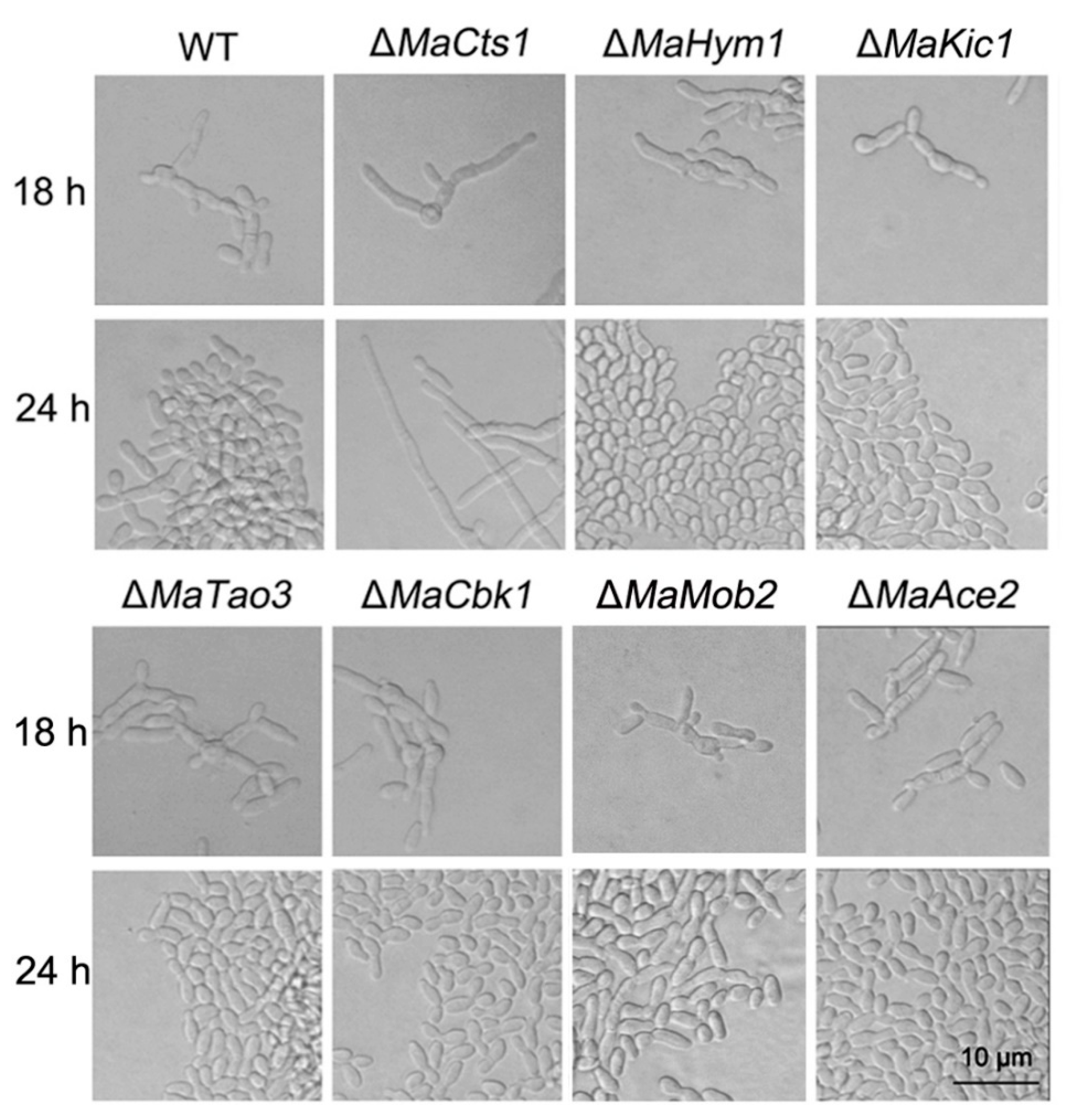 Biology 11 01730 g005 Biology 11 01730 g005