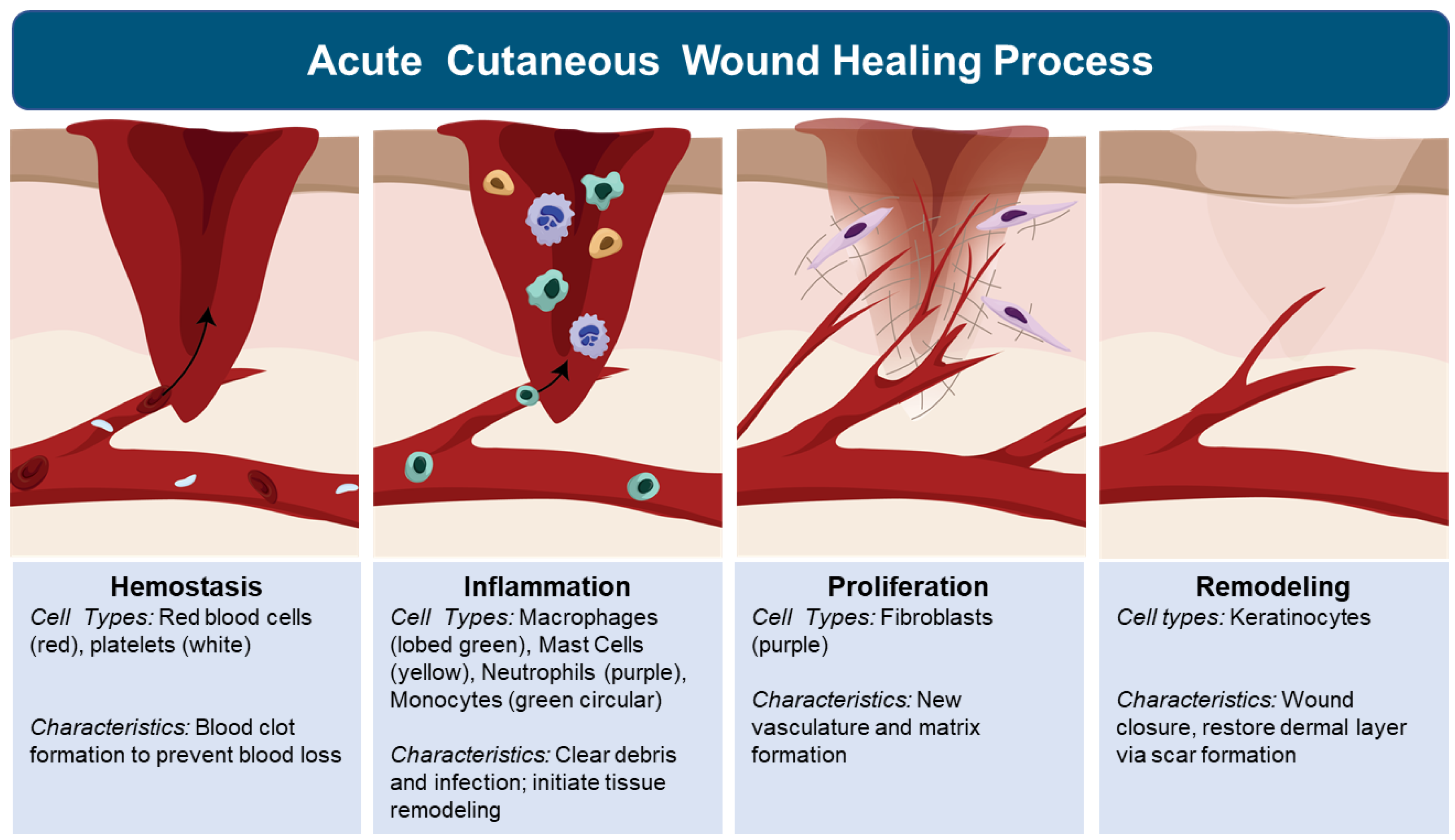 Biology Free Full Text Role of Senescent Cells in Cutaneous Wound Biology Free Full Text Role of Senescent Cells in Cutaneous Wound