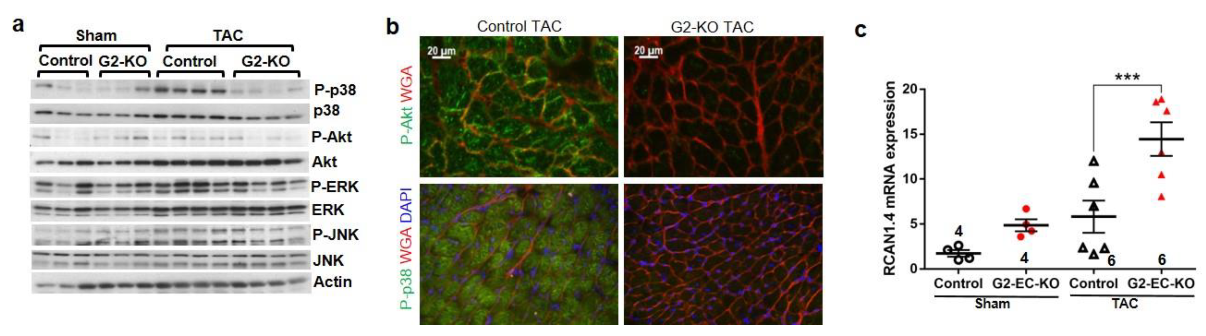 Biology 11 01736 g004