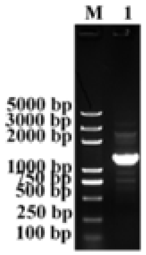 Biology 11 01747 g001 Biology 11 01747 g001