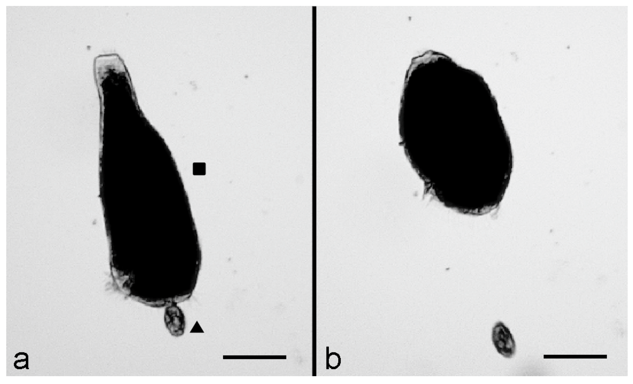 Biology 11 01749 g001
