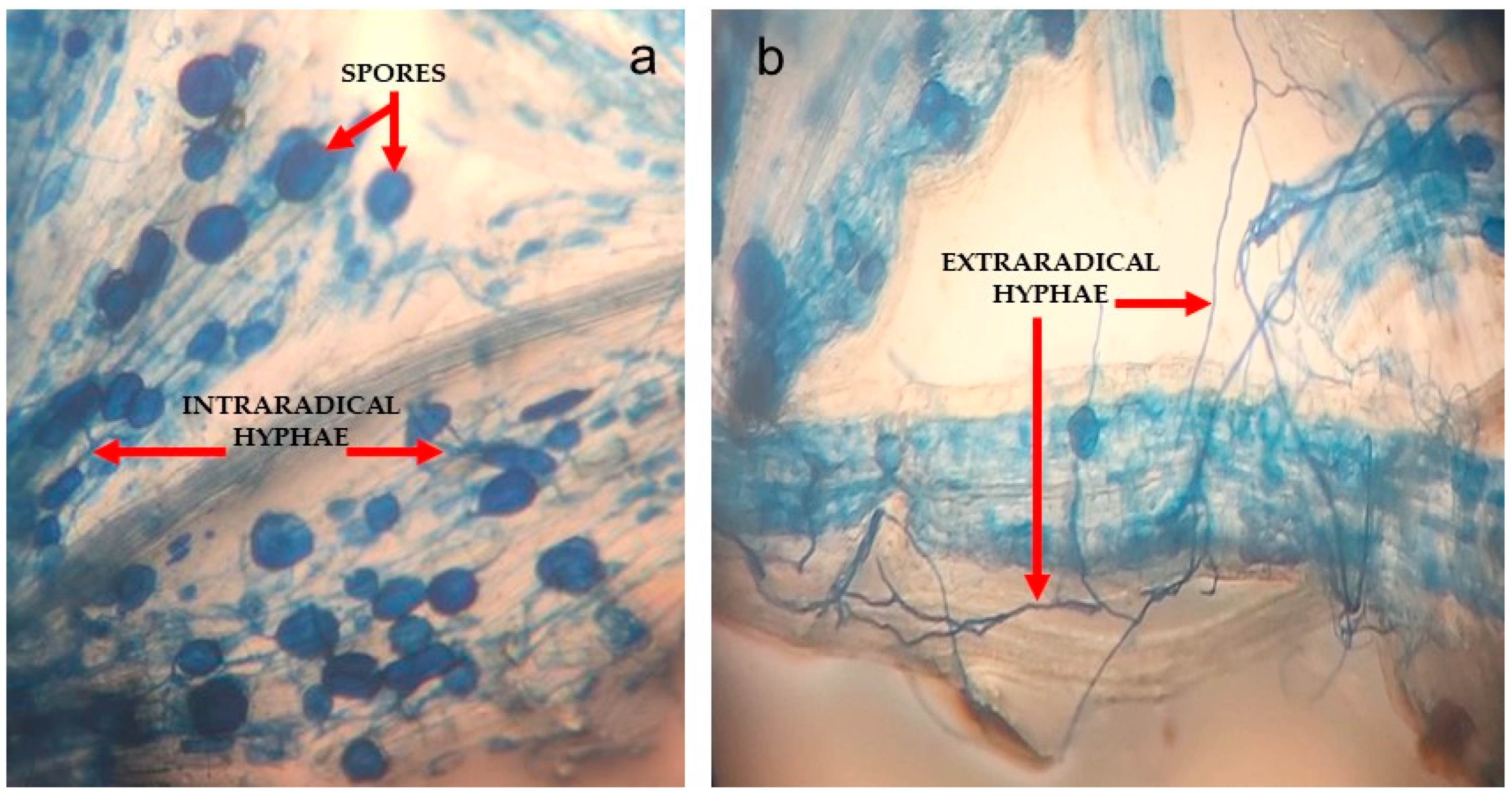 Biology 11 01757 g003 Biology 11 01757 g003