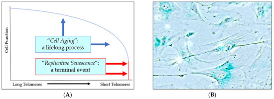 その他 yu-na Fuel Supply Pump For Zexel 105220-5740 Hitachi EX60-5 Nissan