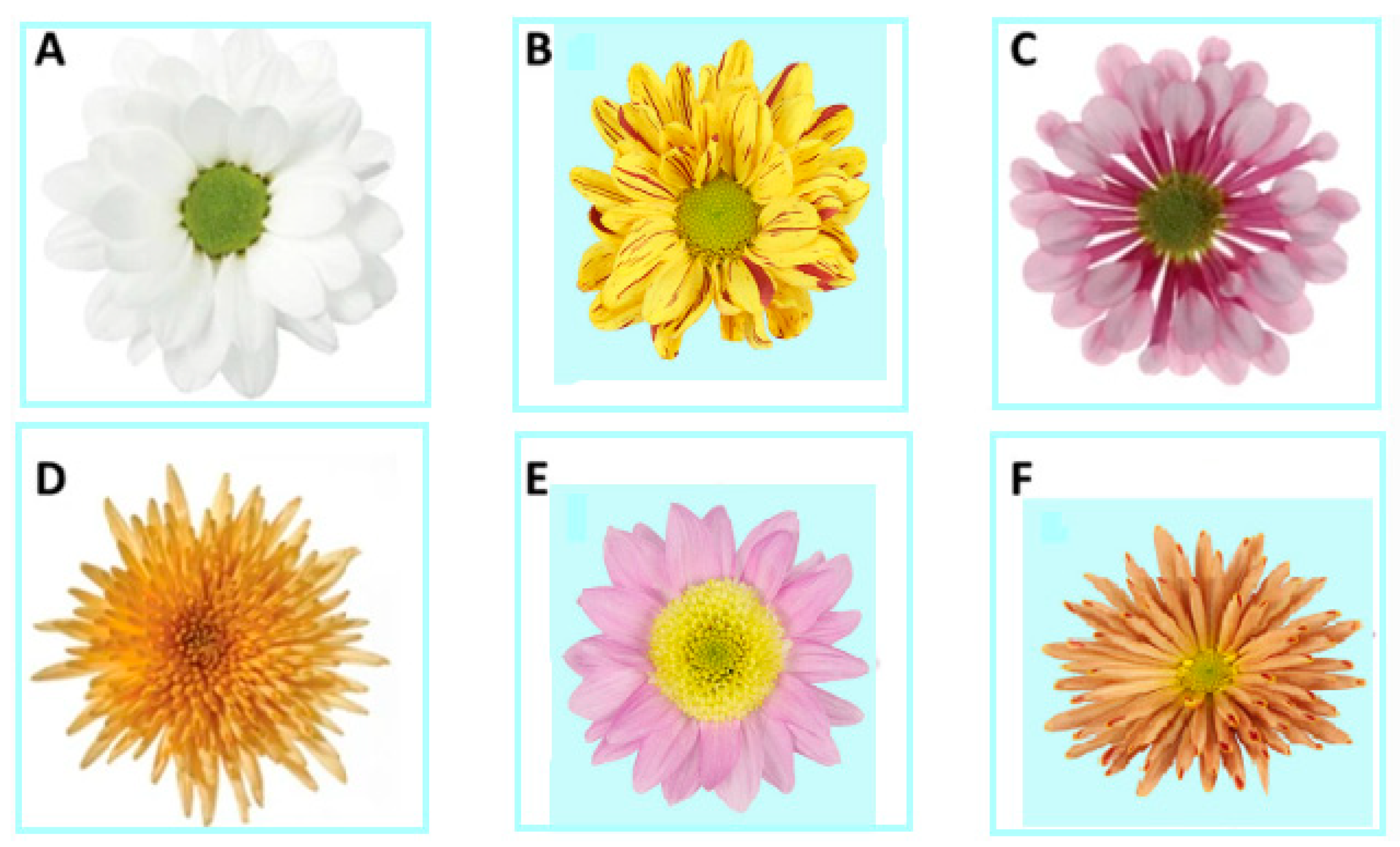 the chrysanthemums critical analysis