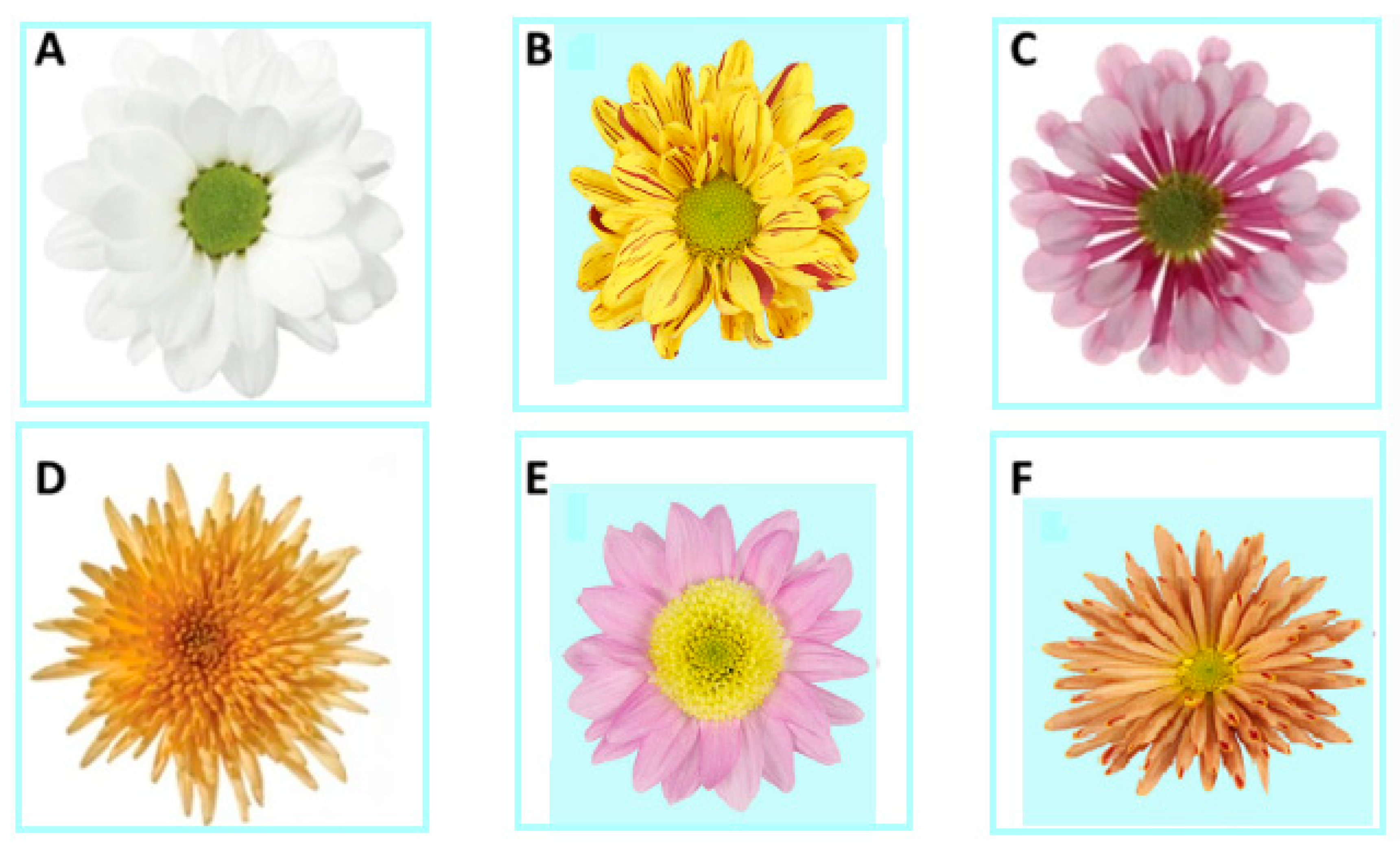 Are there any side effects to chrysanthemums benefits and effects? (Important things to know first!)