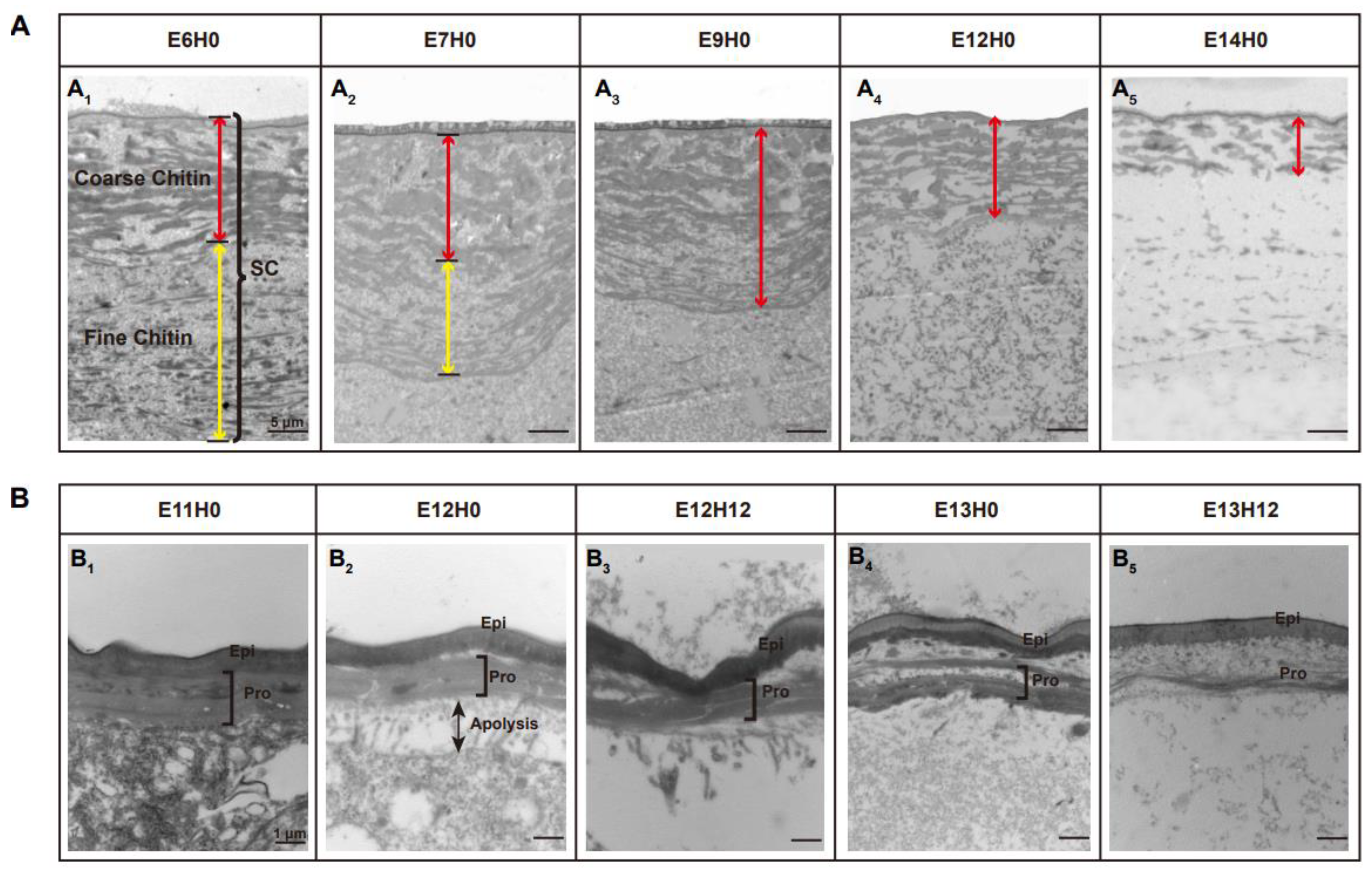 Biology 11 01778 g001